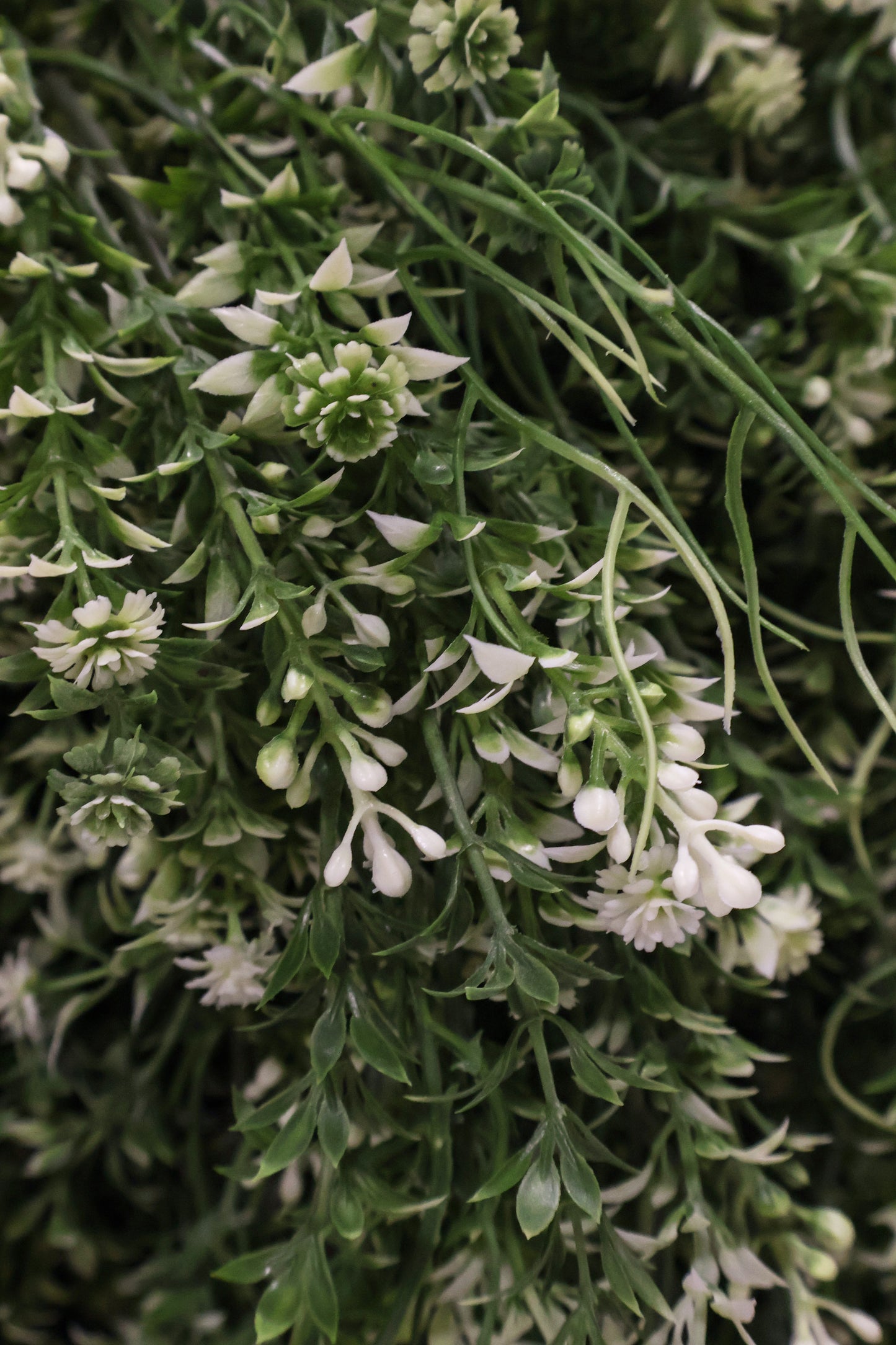 WAXFLOWER SPRAY (CHAMELAUCIUM) — 40" (102 cm)