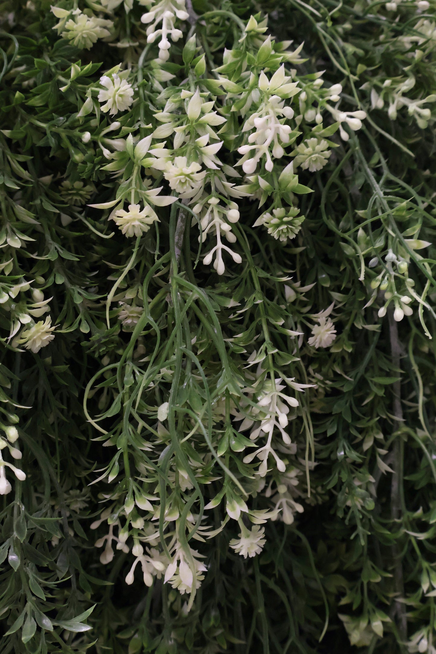 WAXFLOWER SPRAY (CHAMELAUCIUM) — 40" (102 cm)