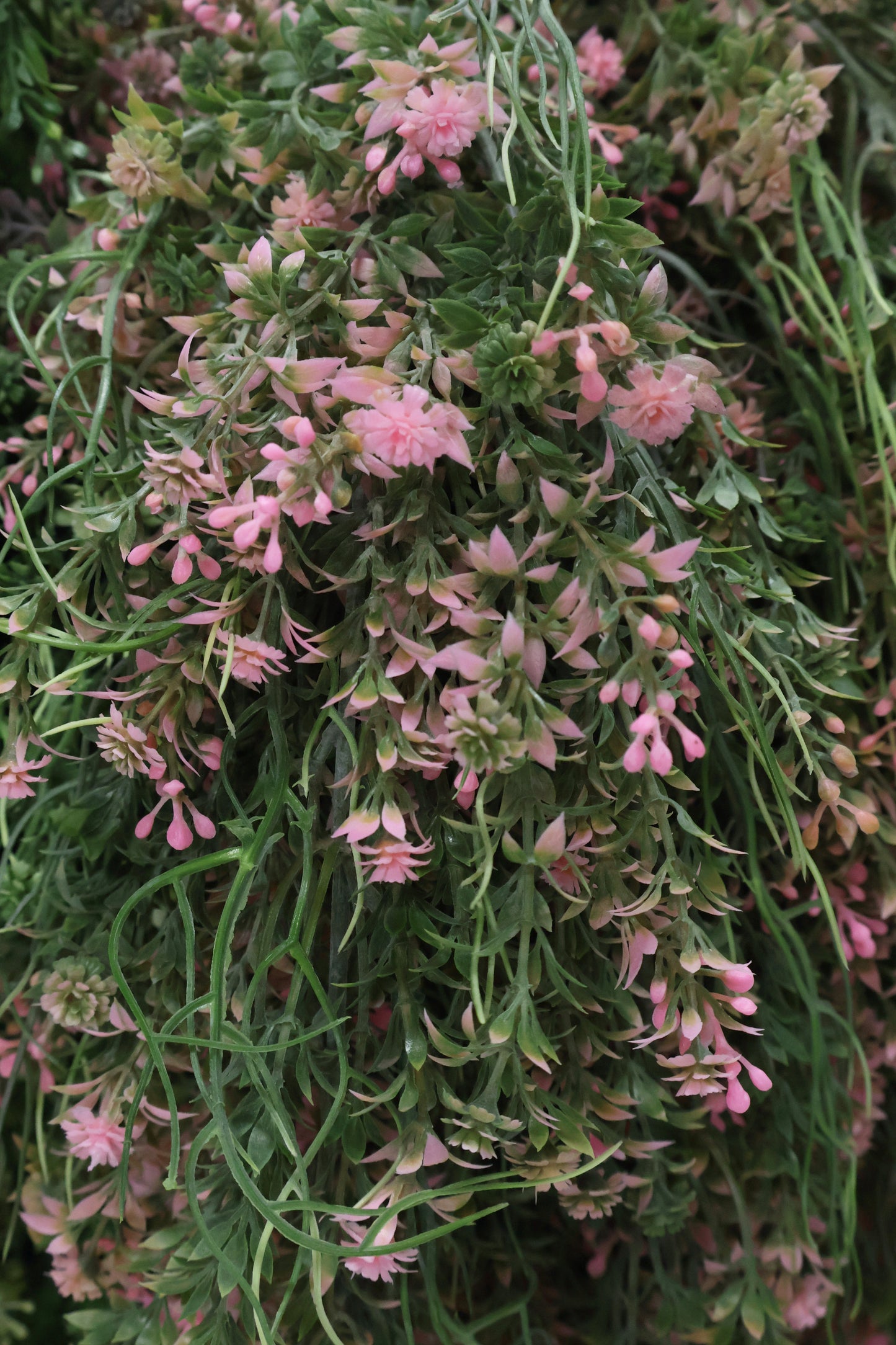 WAXFLOWER SPRAY (CHAMELAUCIUM) — 40" (102 cm)