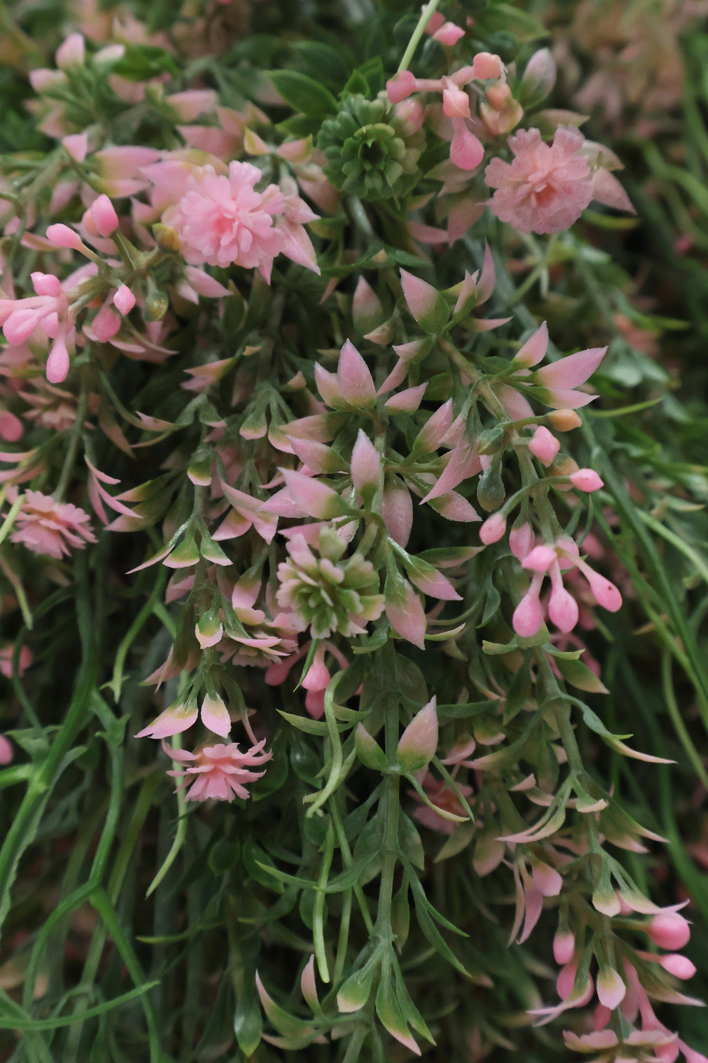 WAXFLOWER SPRAY (CHAMELAUCIUM) — 40" (102 cm)