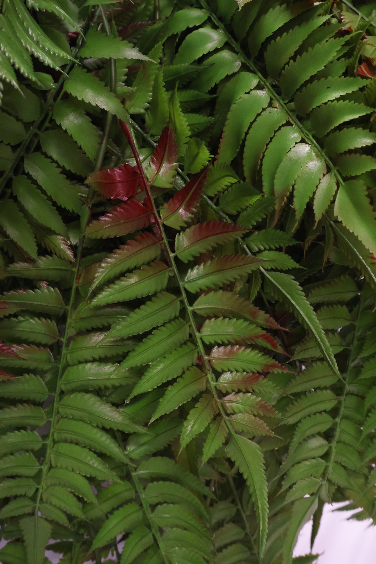 AUTUMN FERN (LARGE LEAF TYPE) — 43" (109 cm)