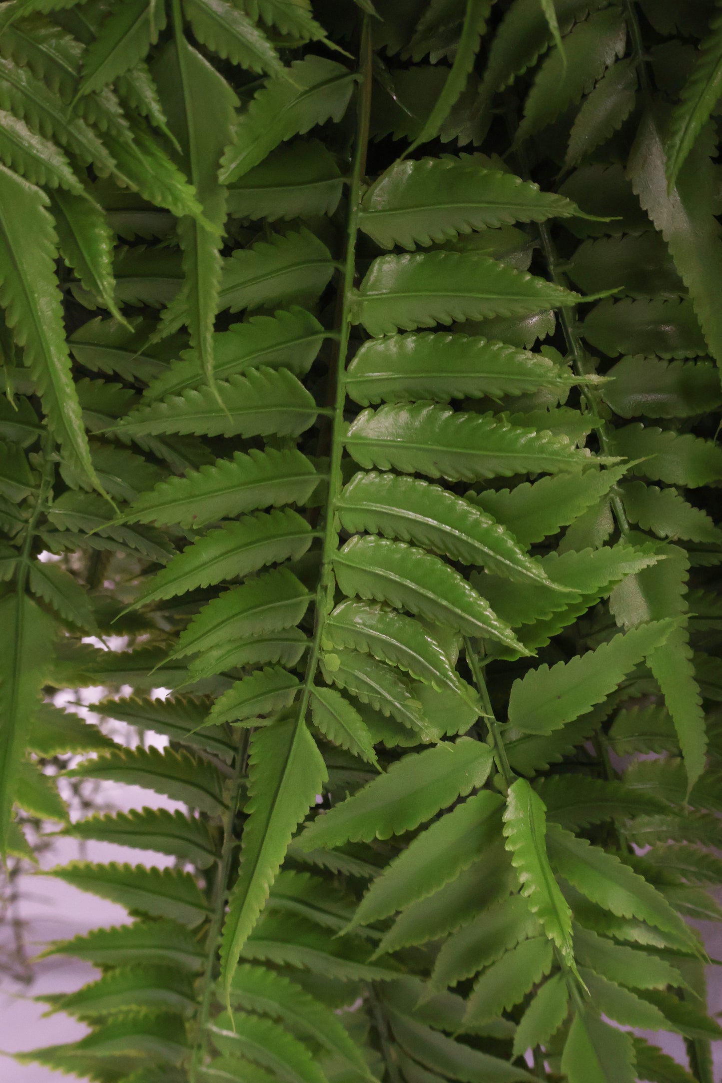 AUTUMN FERN (LARGE LEAF TYPE) — 43" (109 cm)