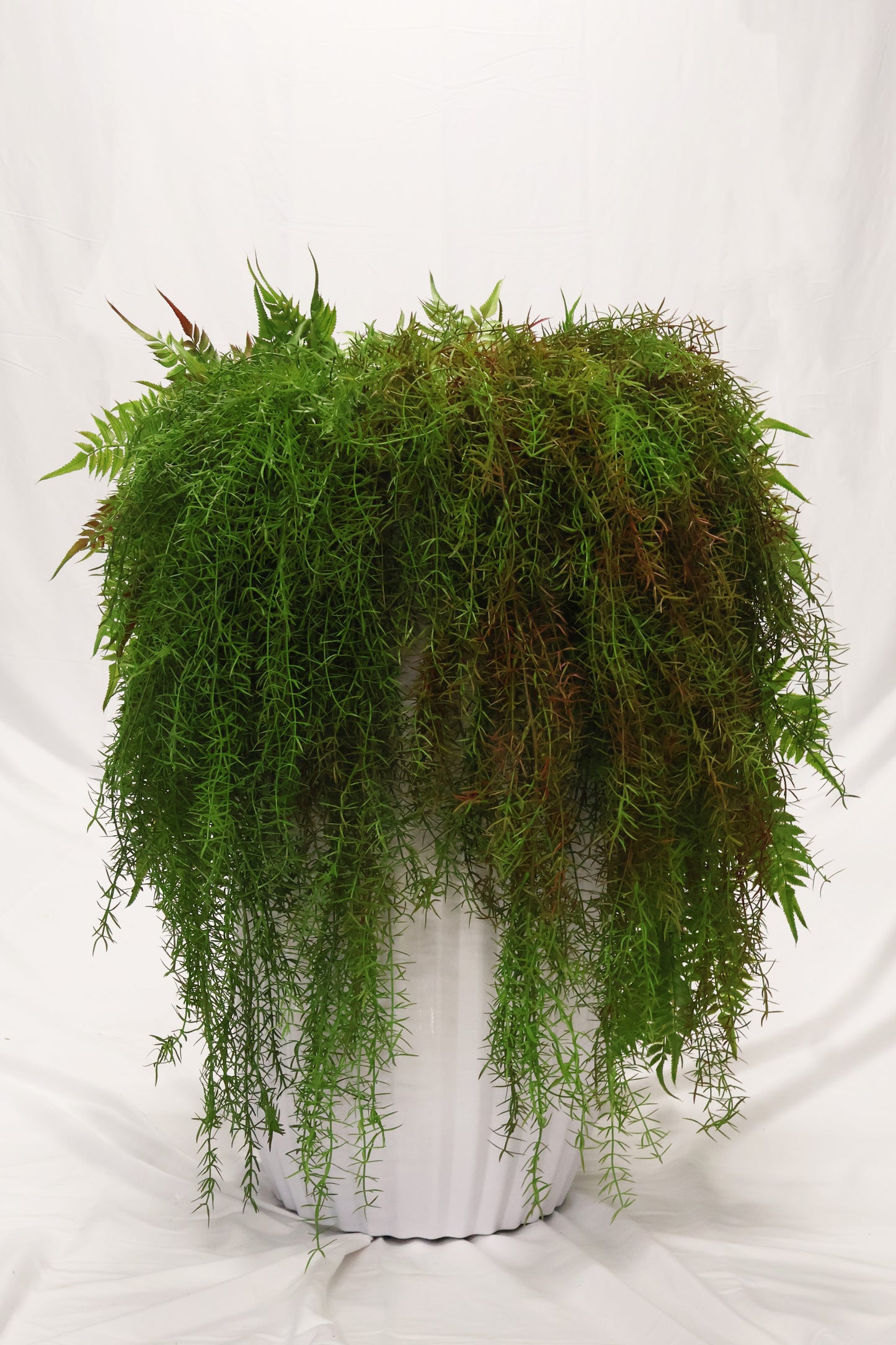 ASPARAGUS FERN 'SPRENGERI' — 44" (112 cm)