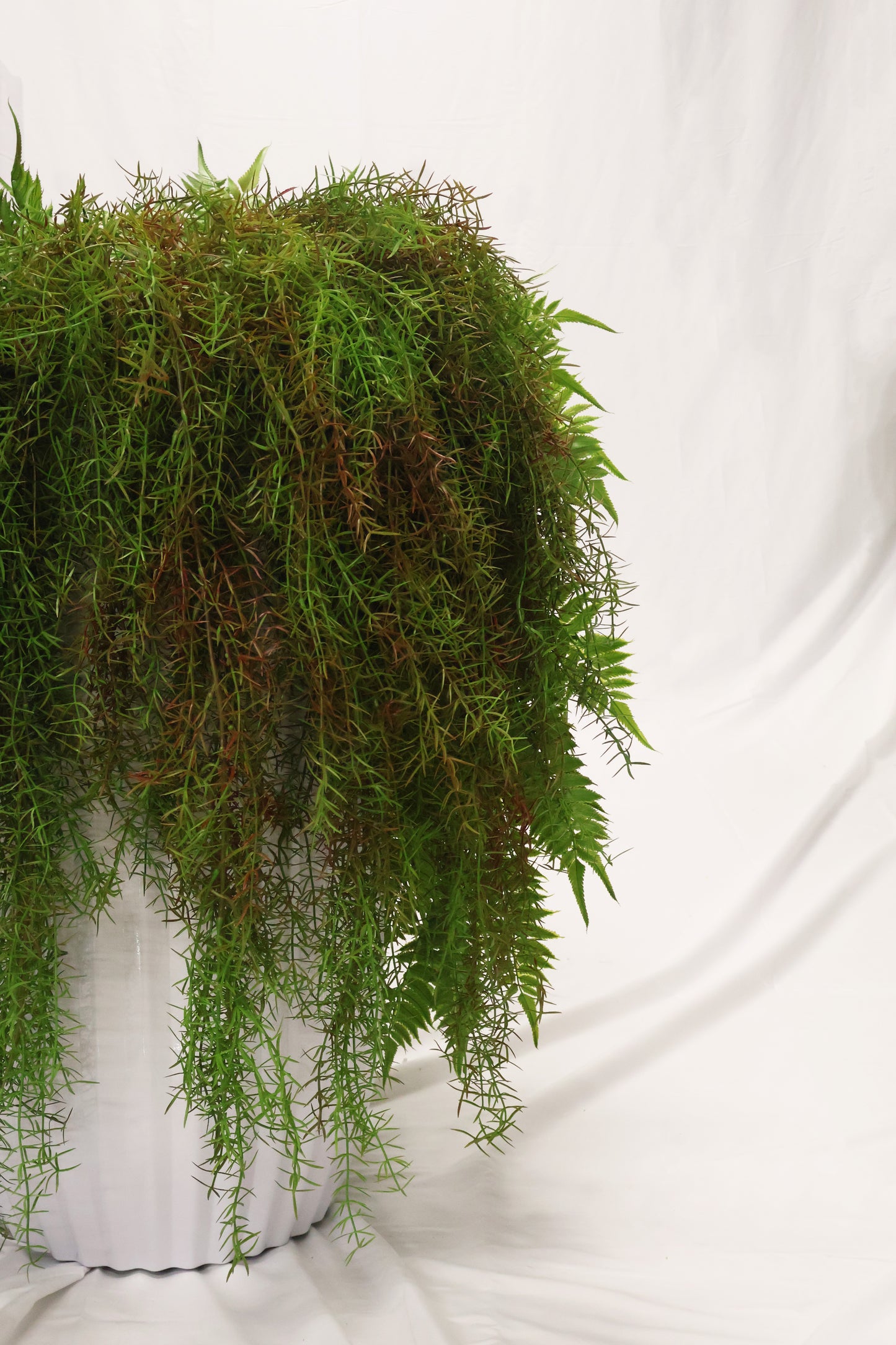 ASPARAGUS FERN 'SPRENGERI' — 44" (112 cm)
