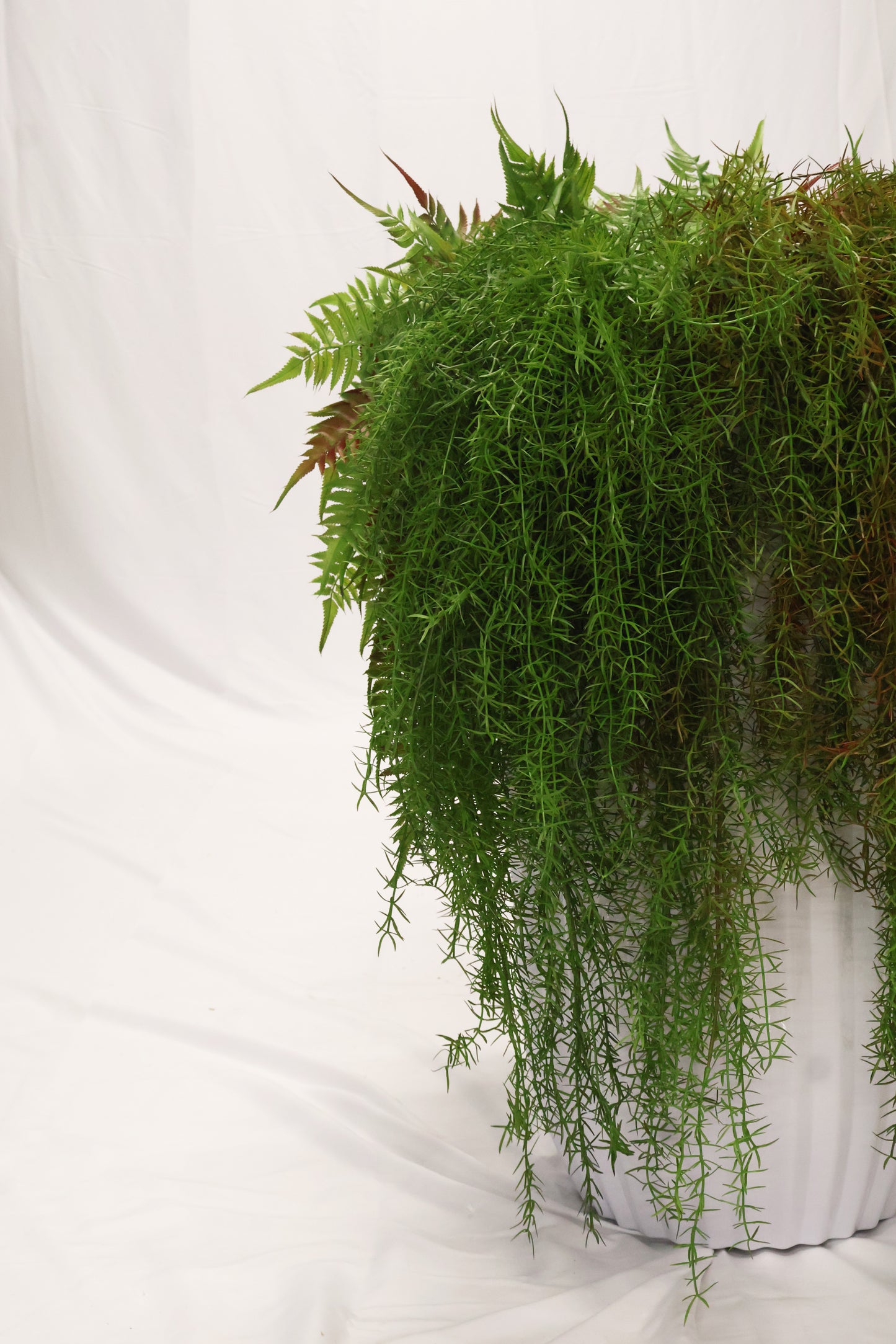 ASPARAGUS FERN 'SPRENGERI' — 44" (112 cm)