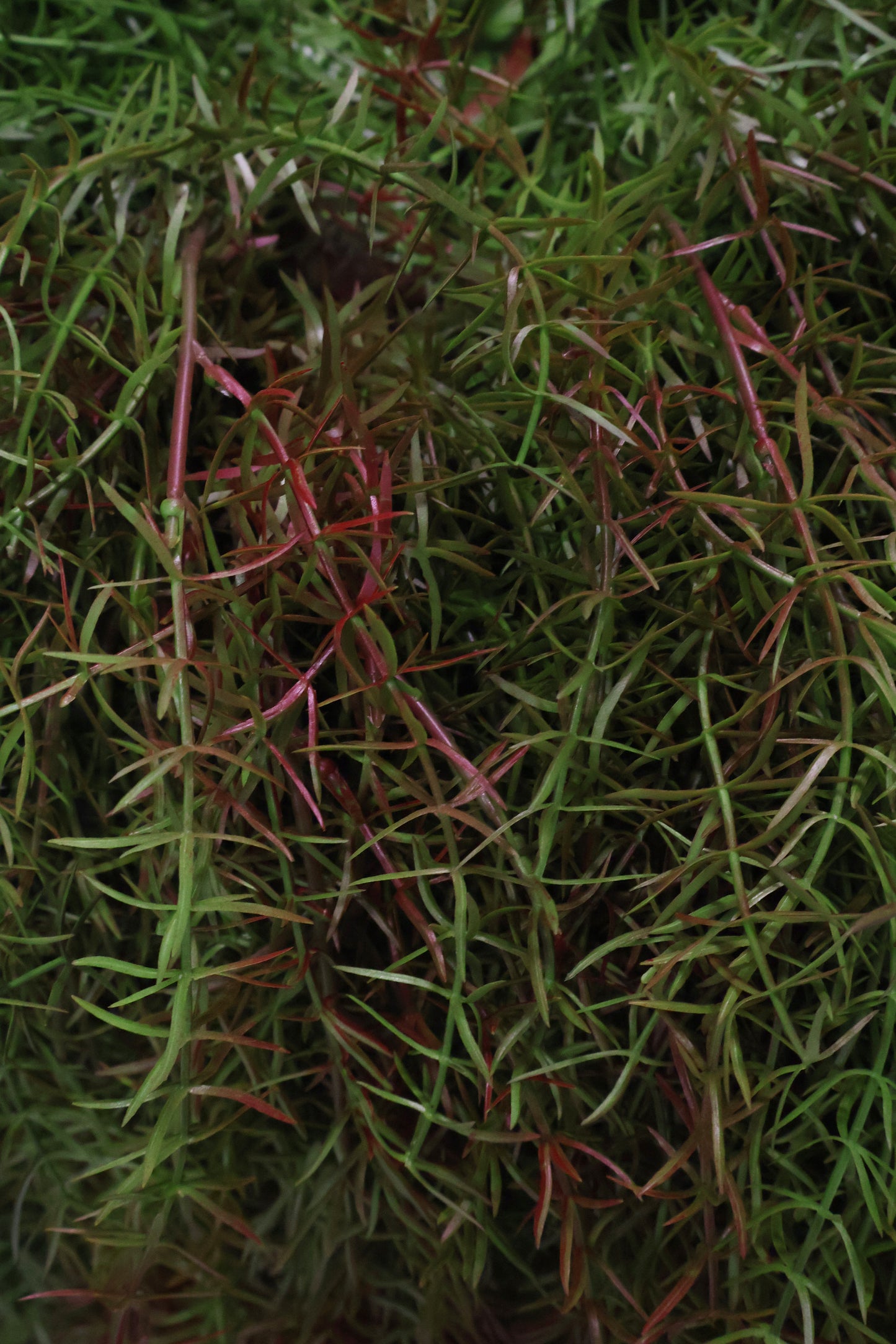 ASPARAGUS FERN 'SPRENGERI' — 44" (112 cm)