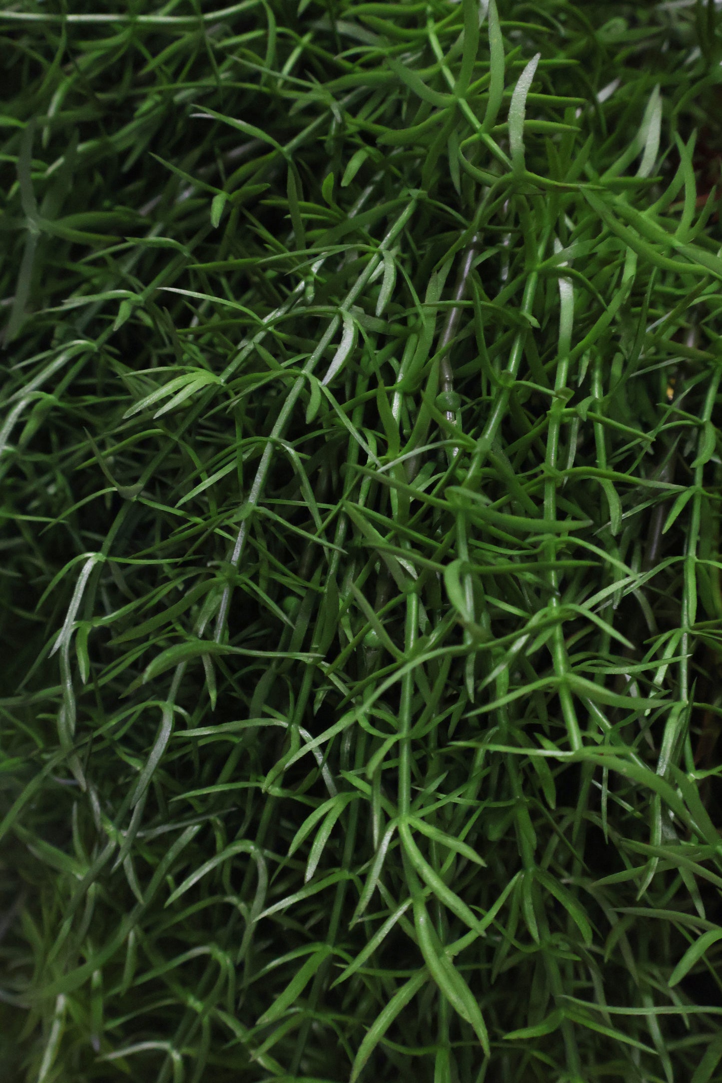 ASPARAGUS FERN 'SPRENGERI' — 44" (112 cm)