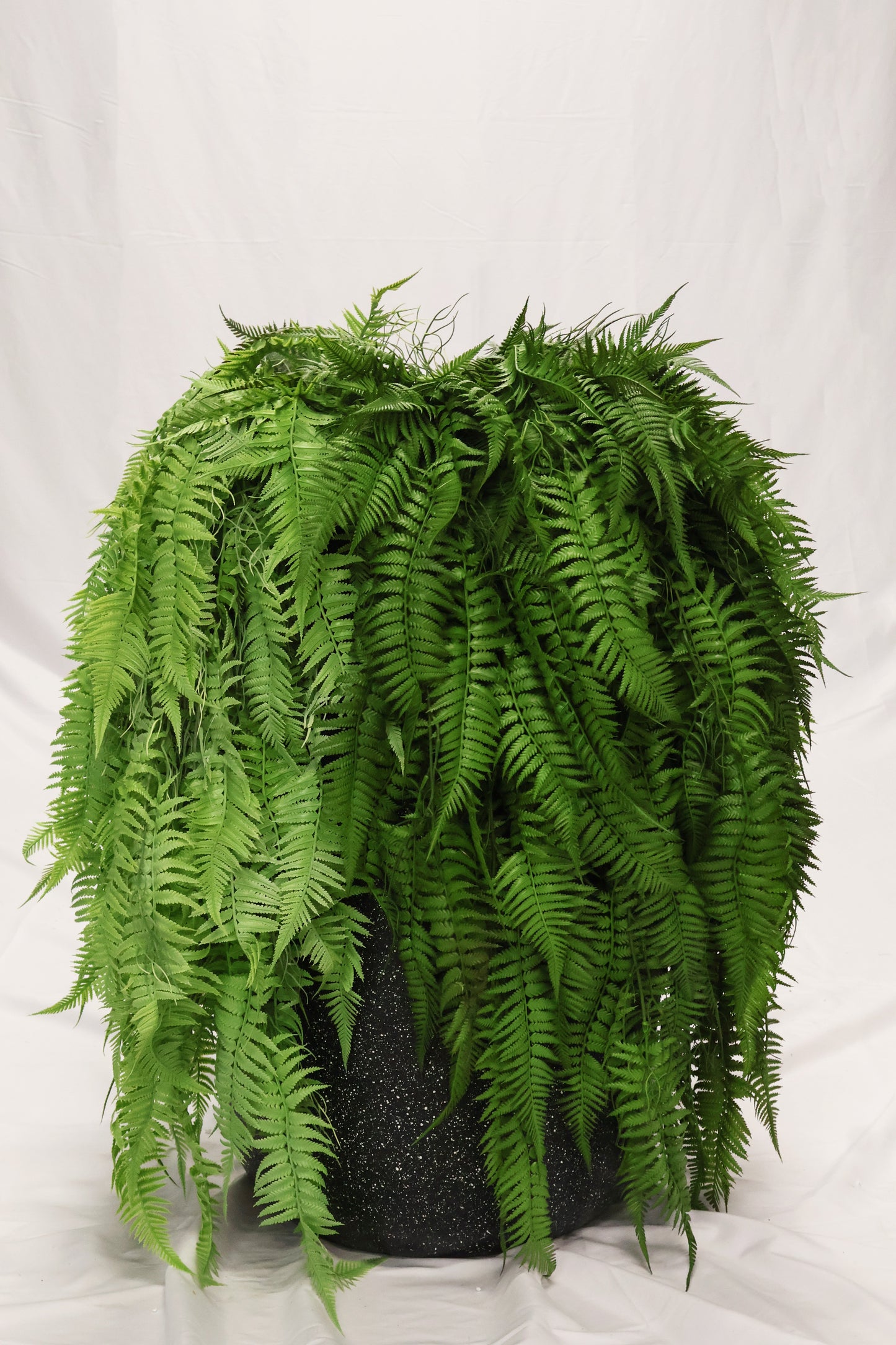 LADY FERN VINE (ATHYRIUM FILIX-FEMINA) — 45" (114 cm)