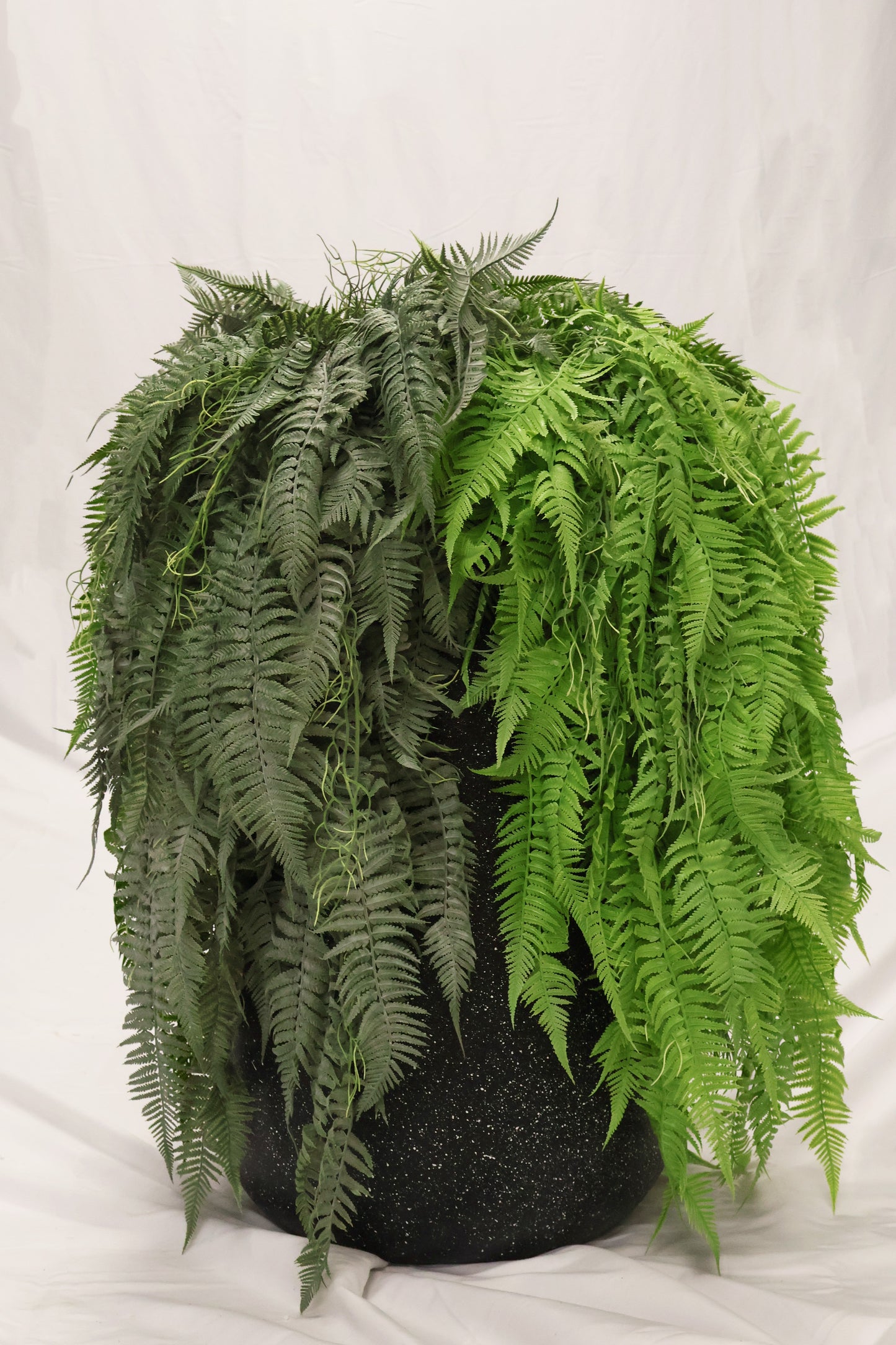 LADY FERN VINE (ATHYRIUM FILIX-FEMINA) — 45" (114 cm)