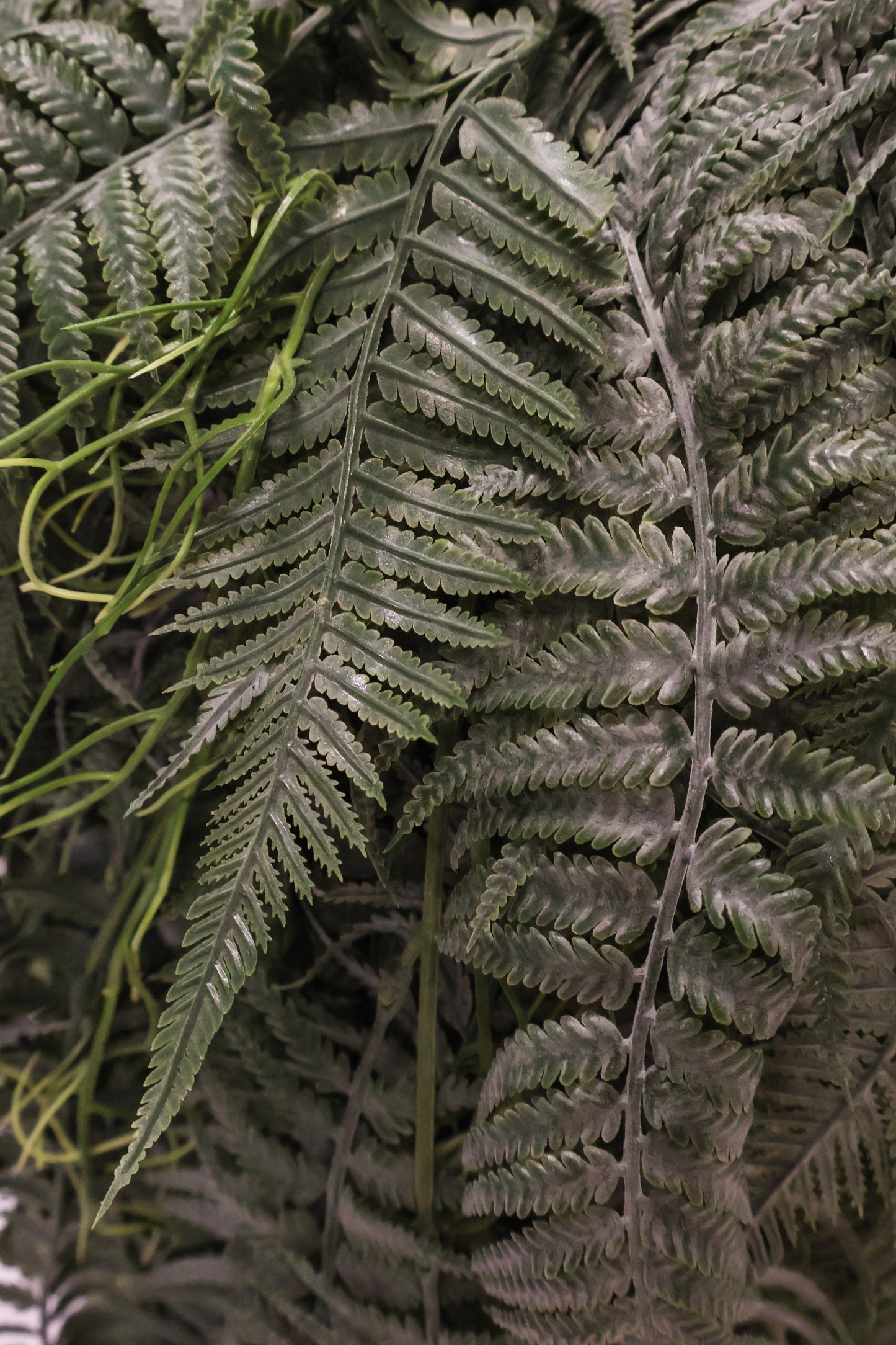 LADY FERN VINE (ATHYRIUM FILIX-FEMINA) — 45" (114 cm)