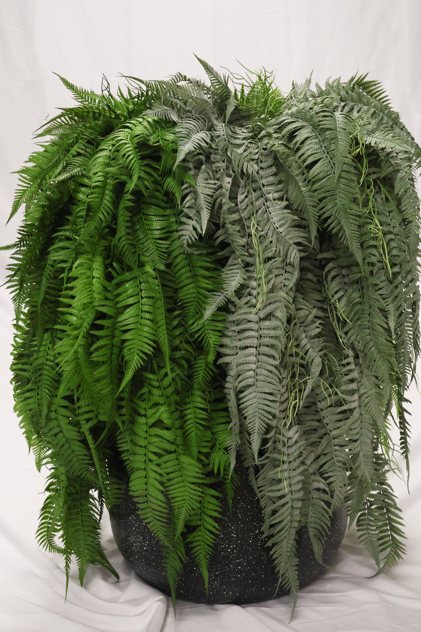 LADY FERN VINE (ATHYRIUM FILIX-FEMINA) — 45" (114 cm)