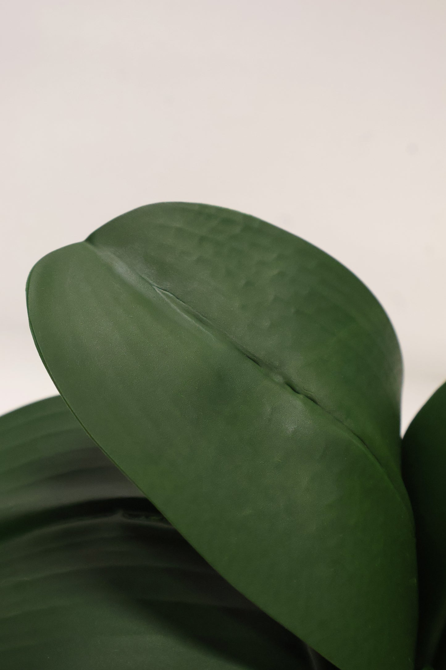 BUTTERFLY ORCHID LEAVES — 10.2" (26 cm)