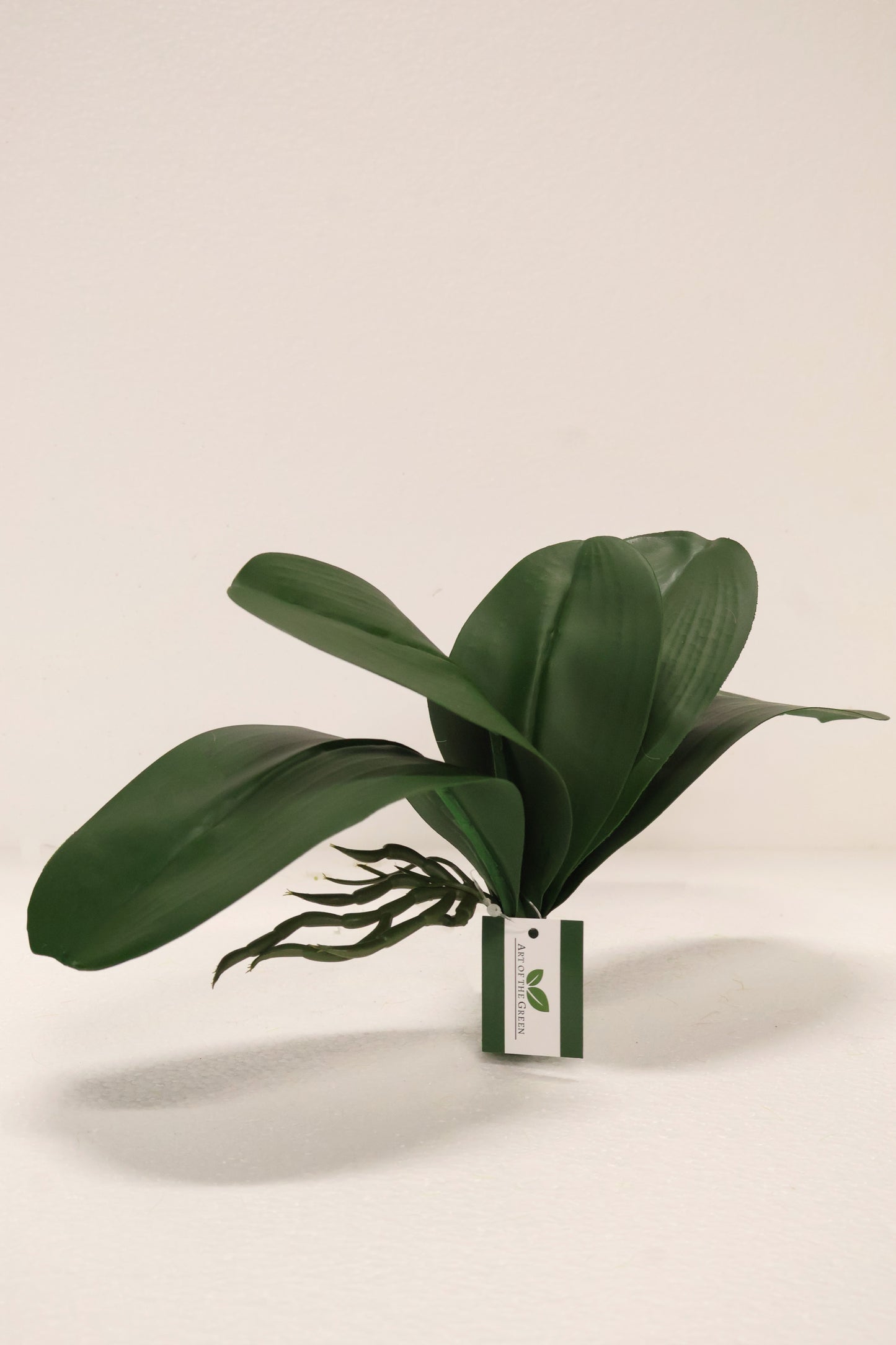 BUTTERFLY ORCHID LEAVES — 10.2" (26 cm)