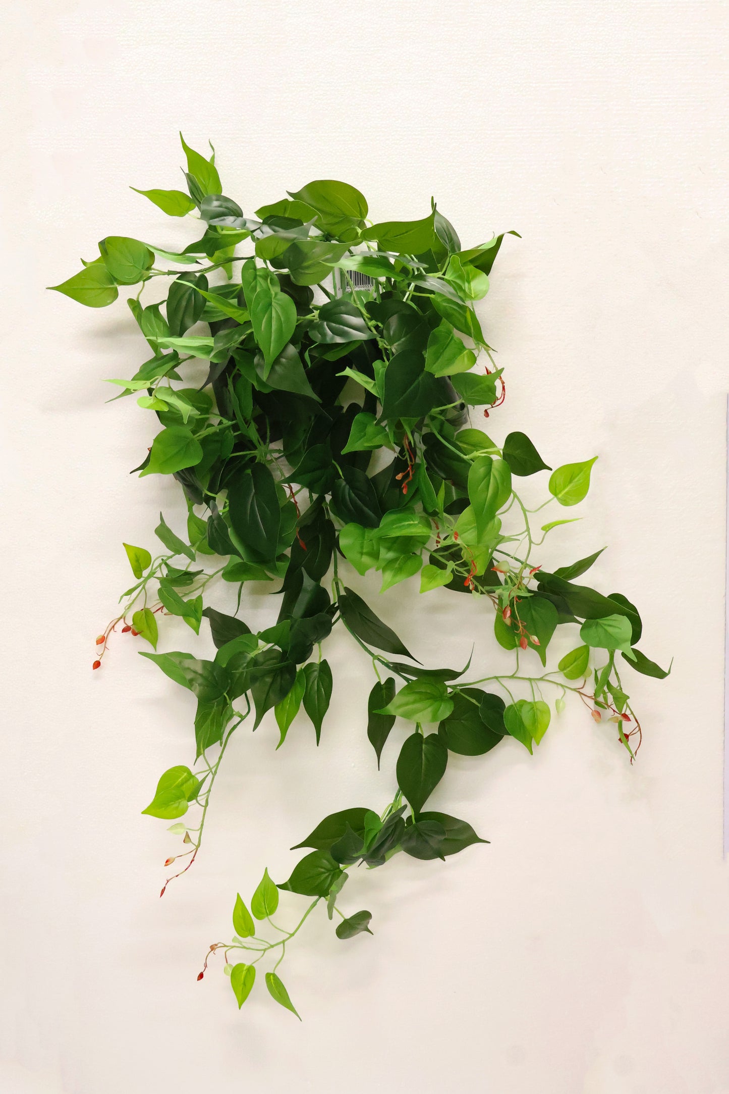 HEARTLEAF PHILODENDRON VINE — 41.3" (105 cm)