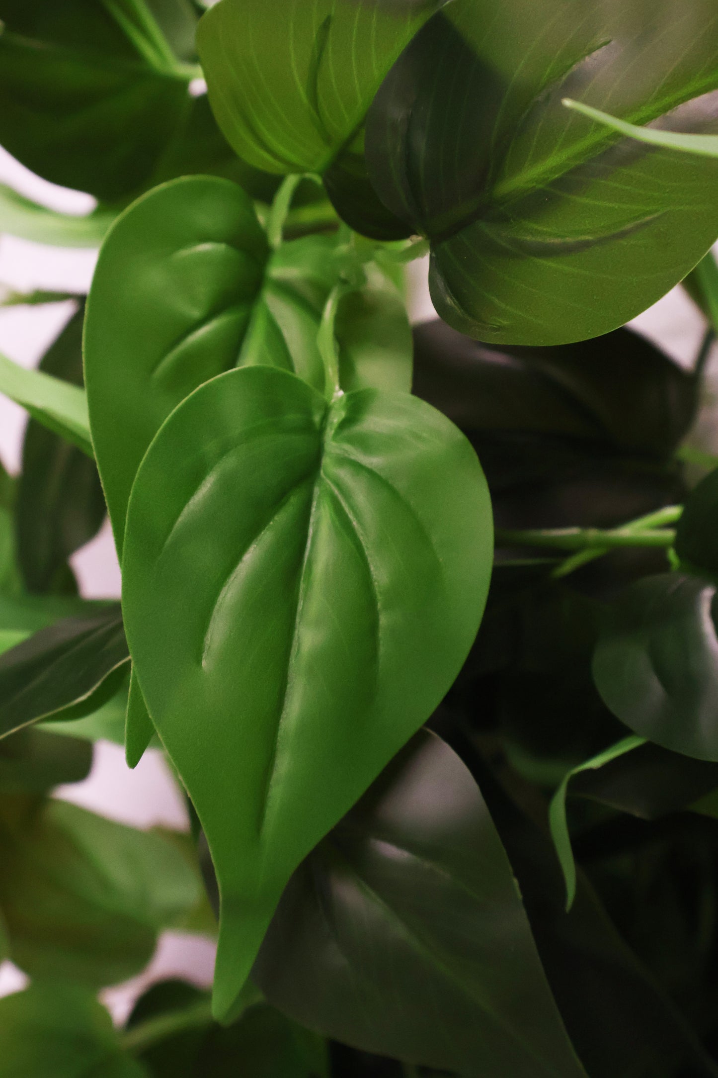 HEARTLEAF PHILODENDRON VINE — 41.3" (105 cm)
