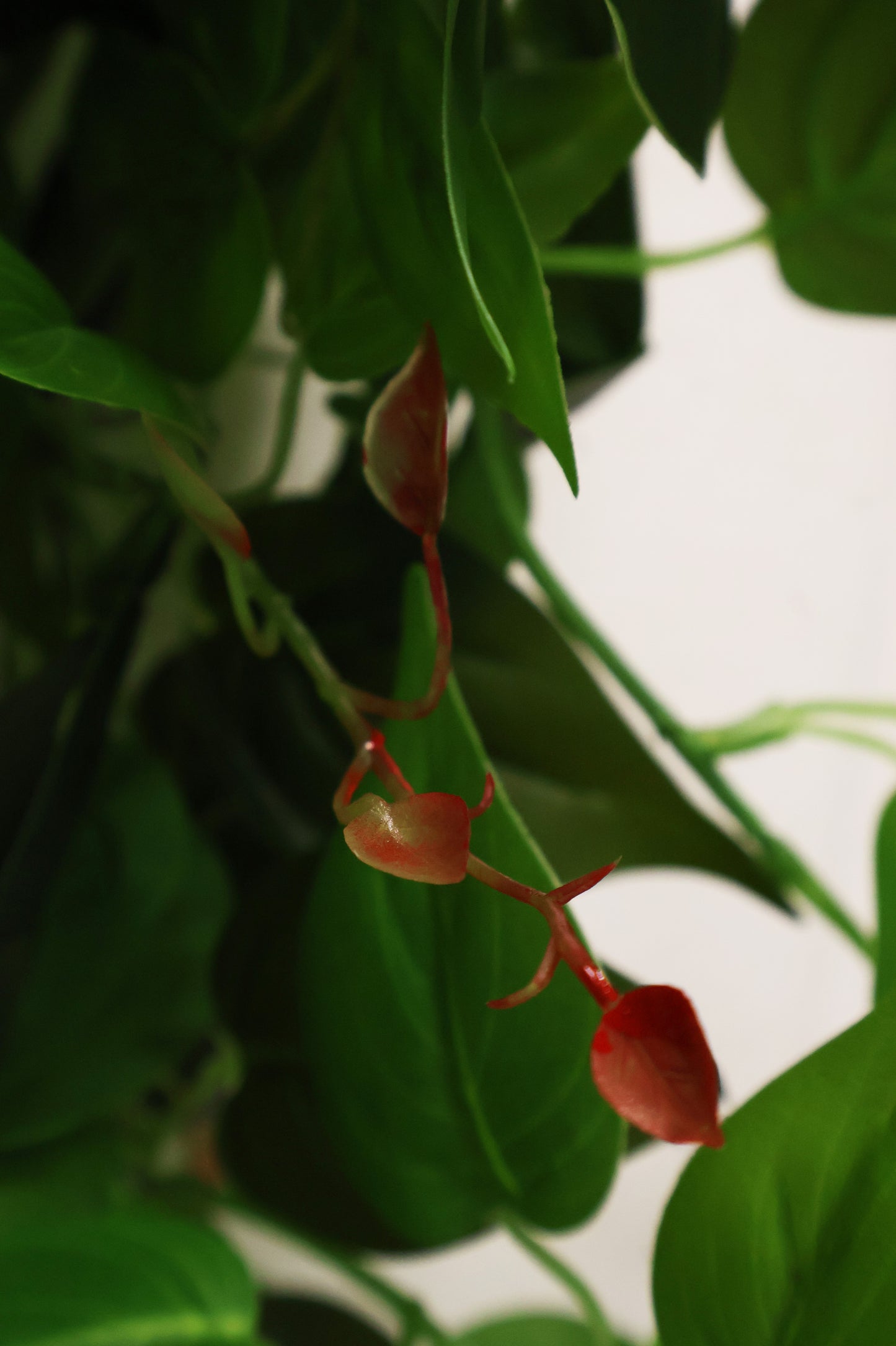 HEARTLEAF PHILODENDRON VINE — 41.3" (105 cm)