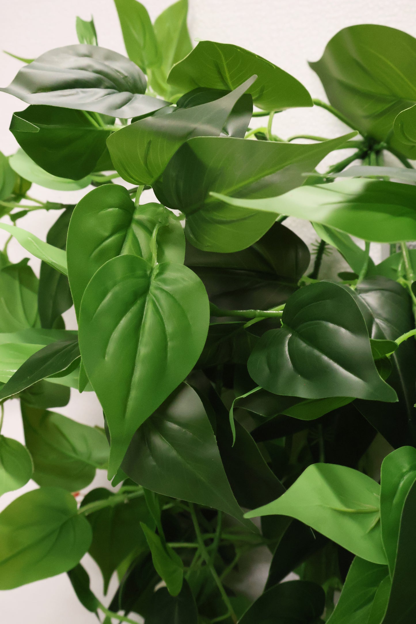 HEARTLEAF PHILODENDRON VINE — 41.3" (105 cm)