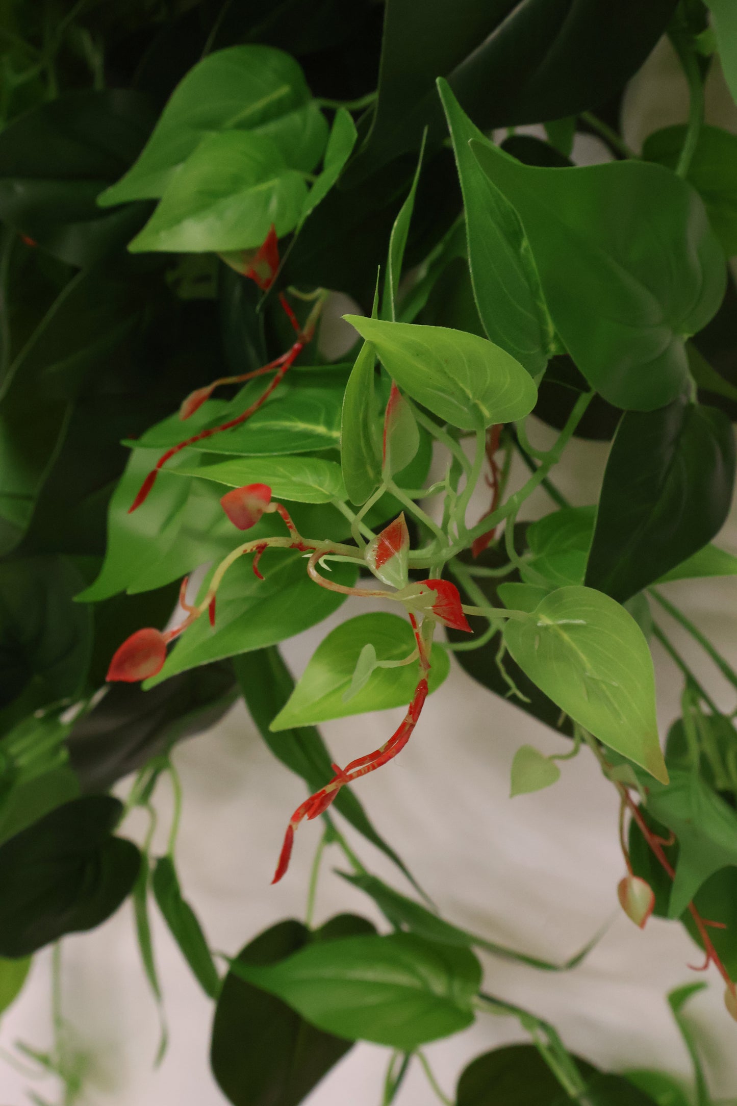 HEARTLEAF PHILODENDRON VINE — 41.3" (105 cm)
