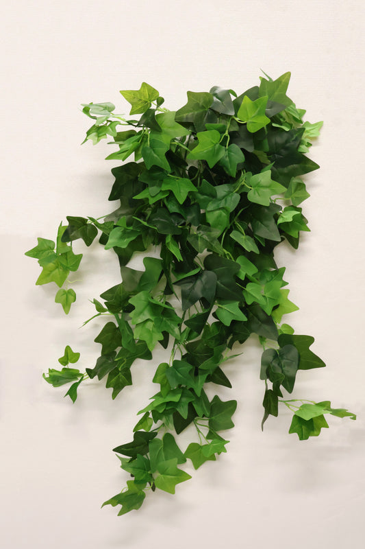 HEDERA HELIX (ENGLISH IVY) VINE — 35.4" (90 cm)