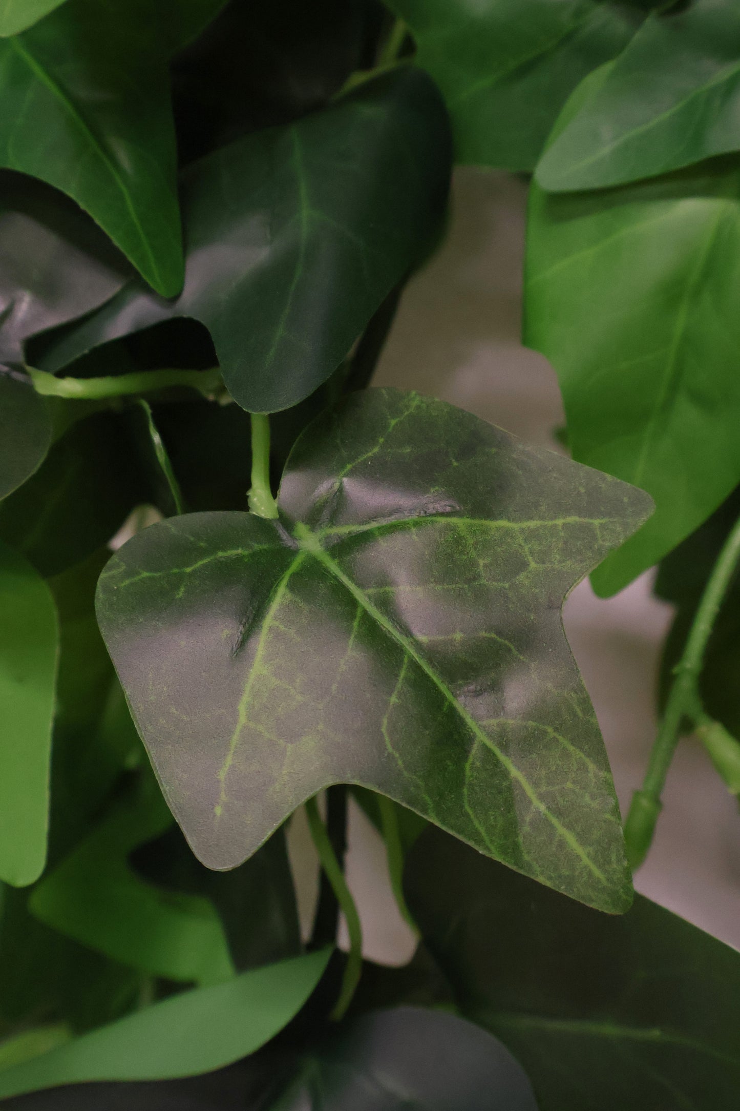 HEDERA HELIX (ENGLISH IVY) VINE — 35.4" (90 cm)