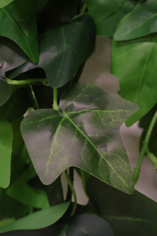 HEDERA HELIX (ENGLISH IVY) VINE — 35.4" (90 cm)