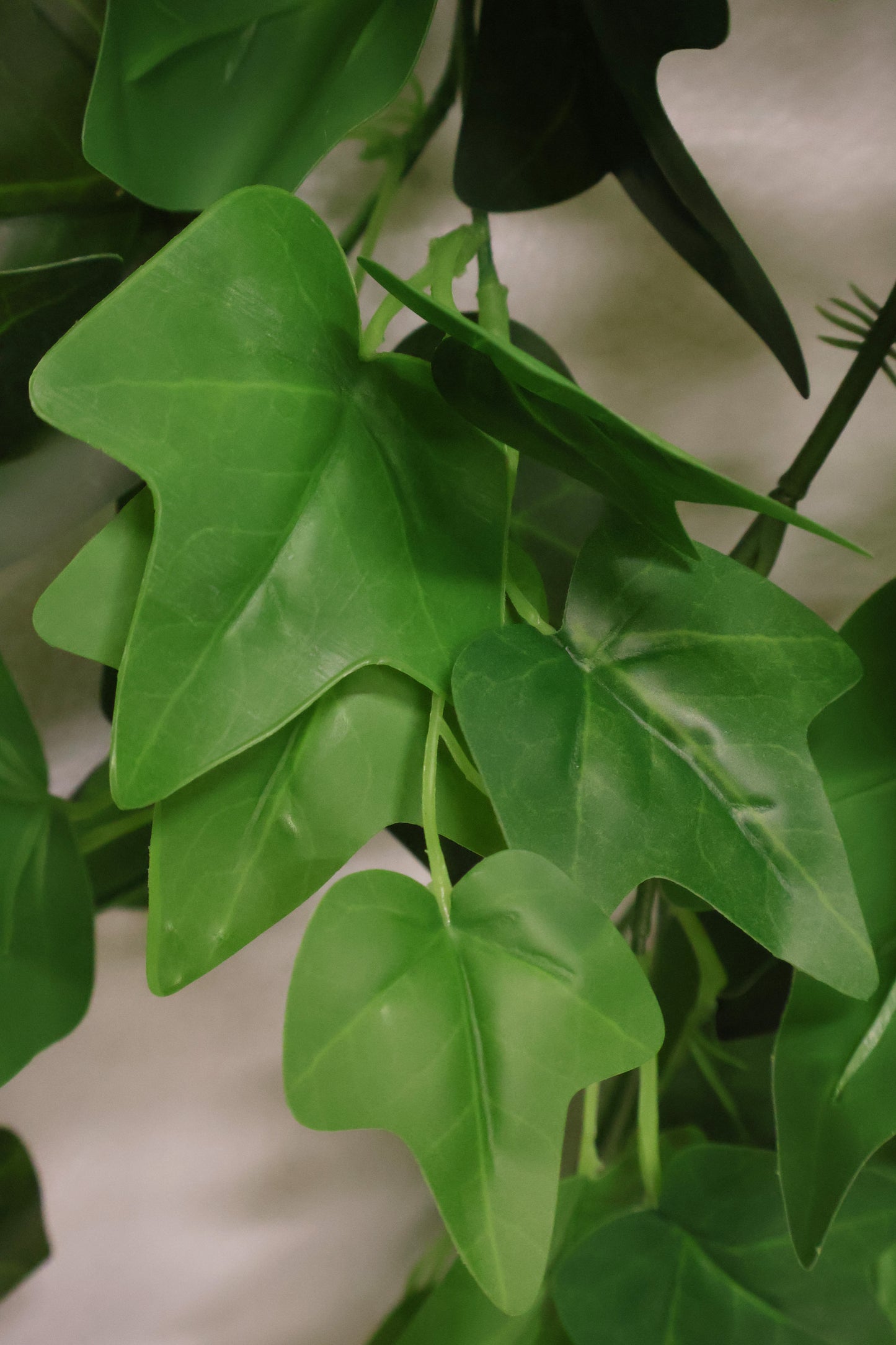 HEDERA HELIX (ENGLISH IVY) VINE — 35.4" (90 cm)