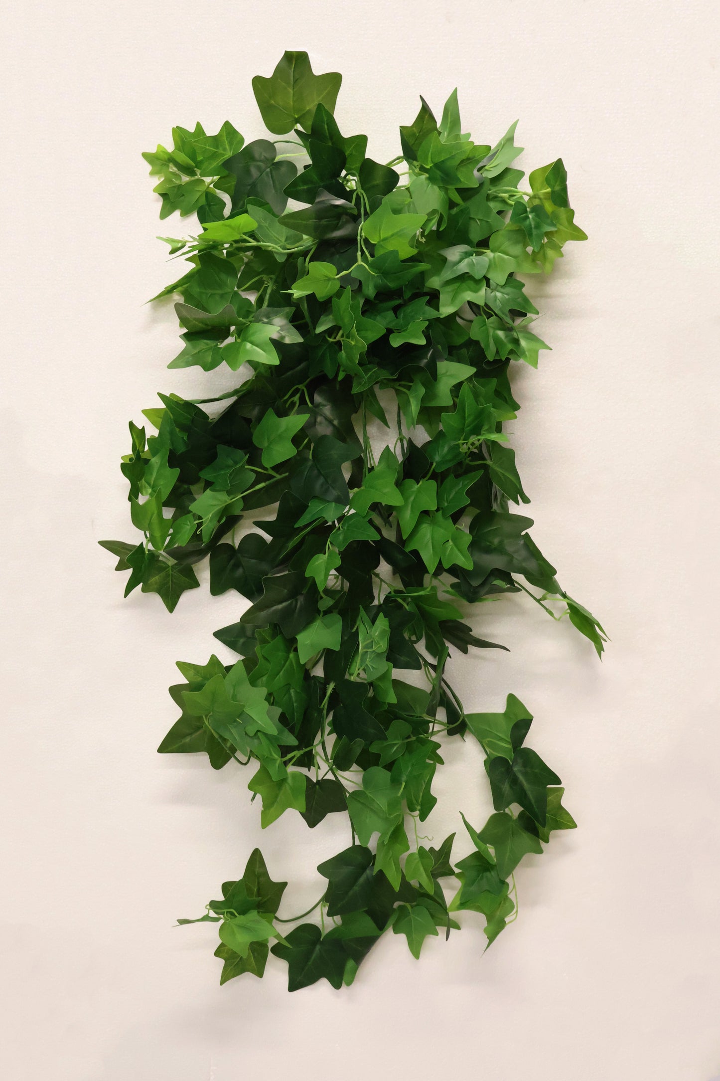 HEDERA HELIX (ENGLISH IVY) VINE — 47.2" (120 cm)