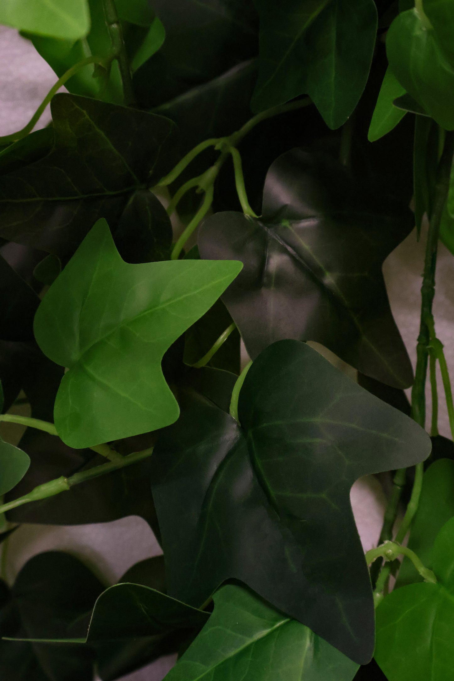 HEDERA HELIX (ENGLISH IVY) VINE — 47.2" (120 cm)