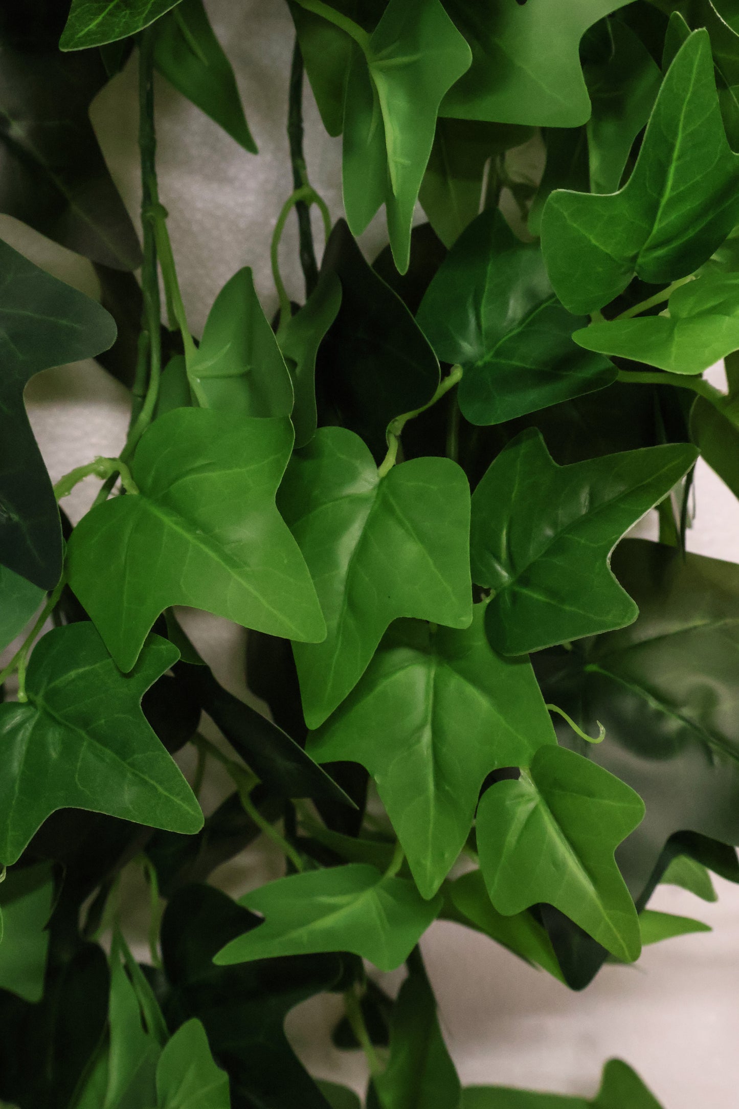 HEDERA HELIX (ENGLISH IVY) VINE — 47.2" (120 cm)