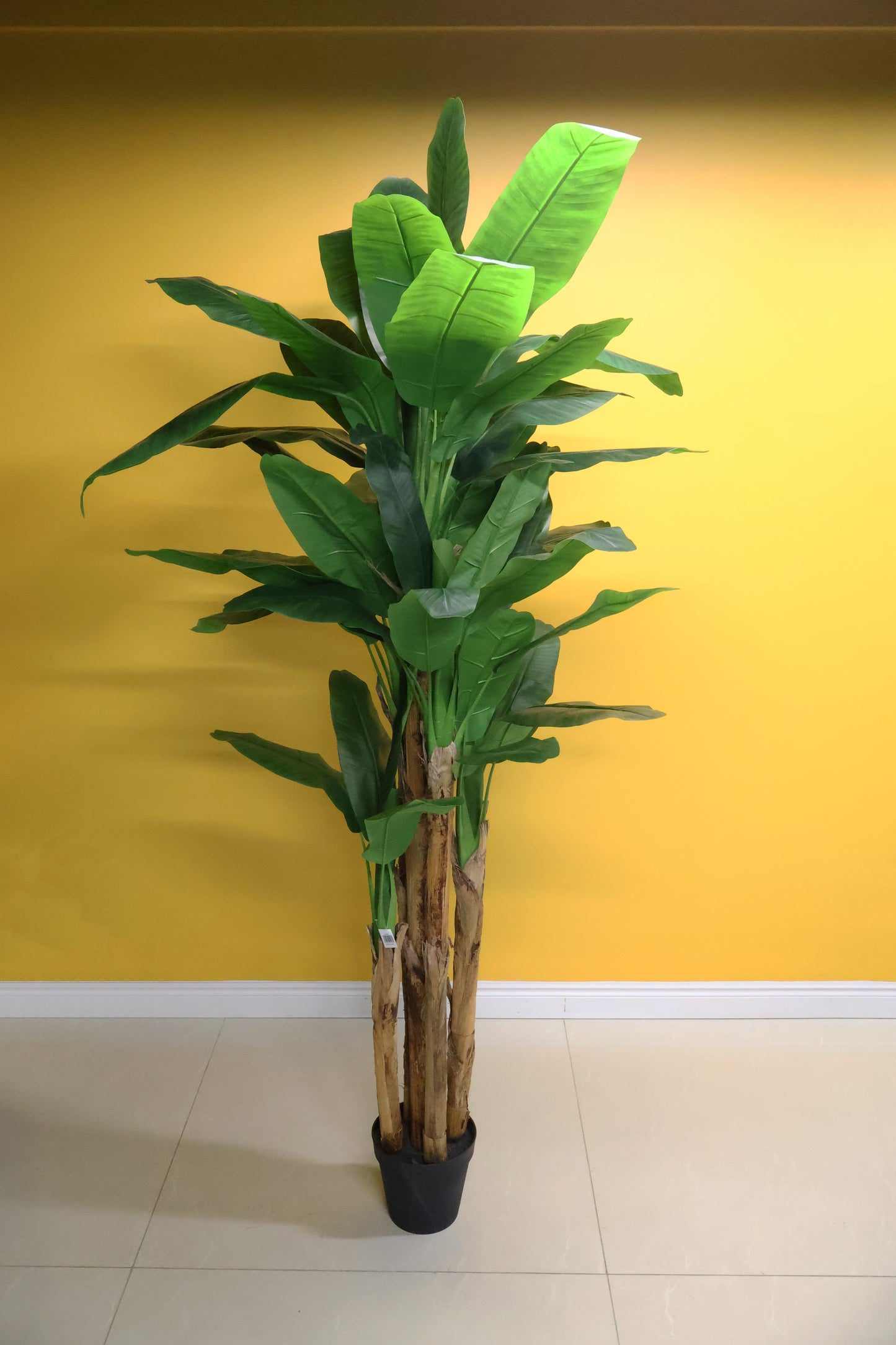 BANANA TREE (5-STEM) — 110.2" (280 cm)