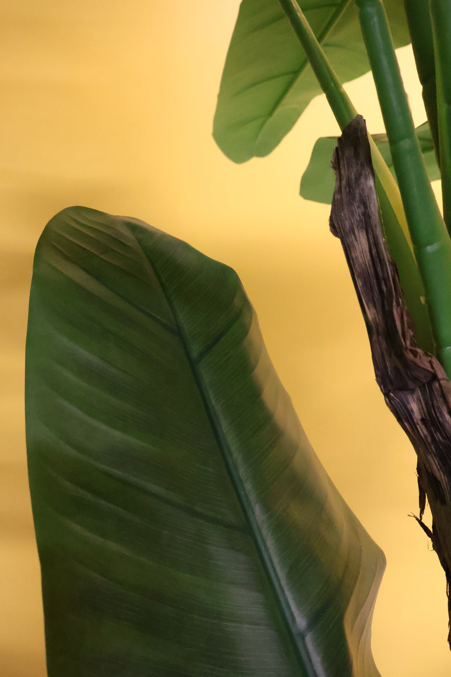 BANANA TREE (5-STEM) — 110.2" (280 cm)