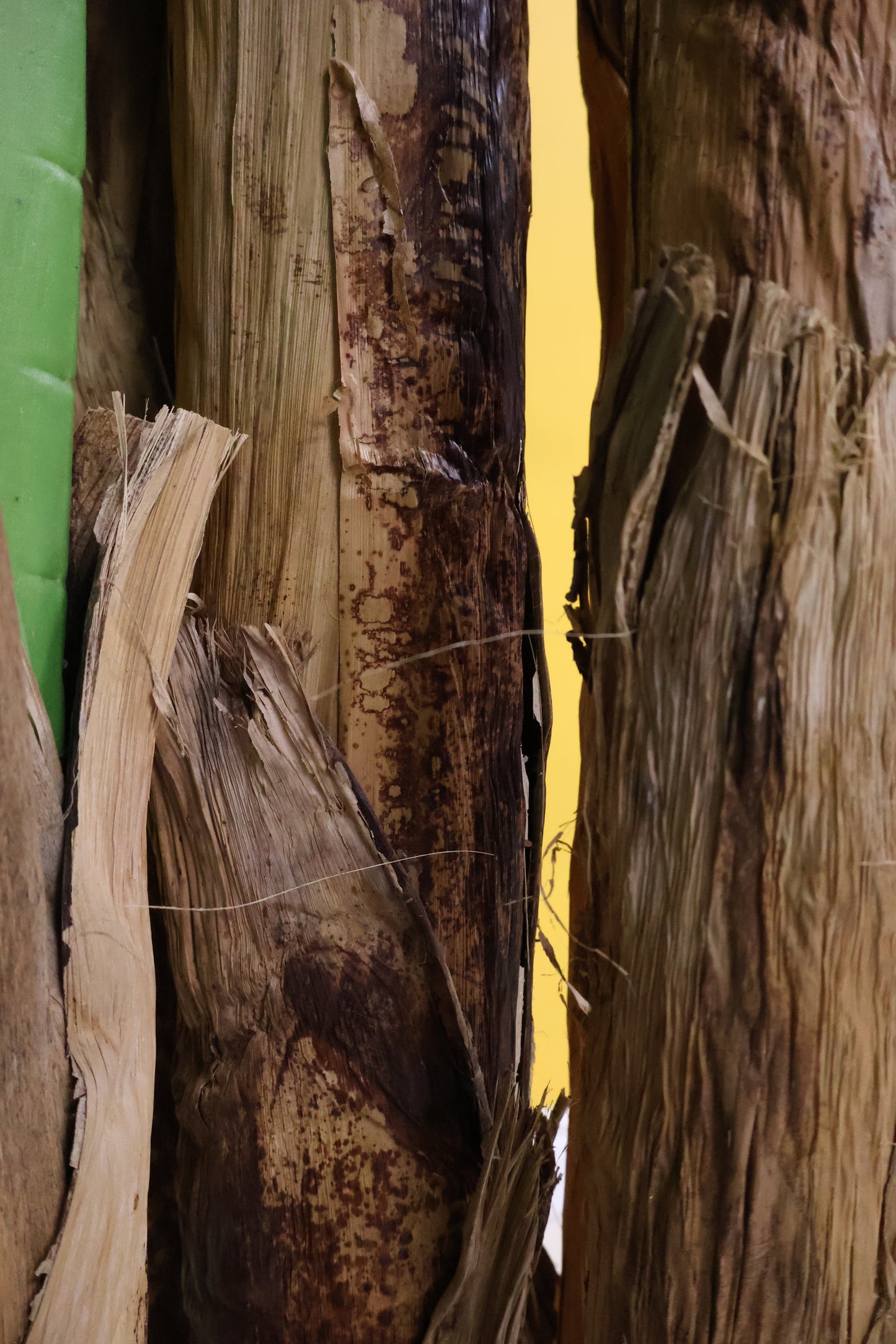 BANANA TREE (5-STEM) — 110.2" (280 cm)