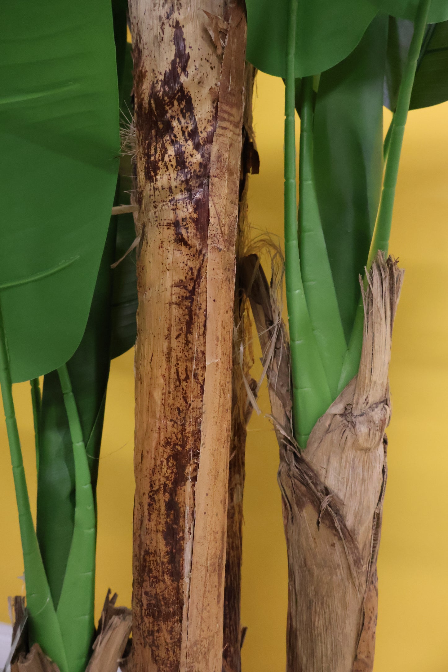 BANANA TREE (5-STEM) — 110.2" (280 cm)