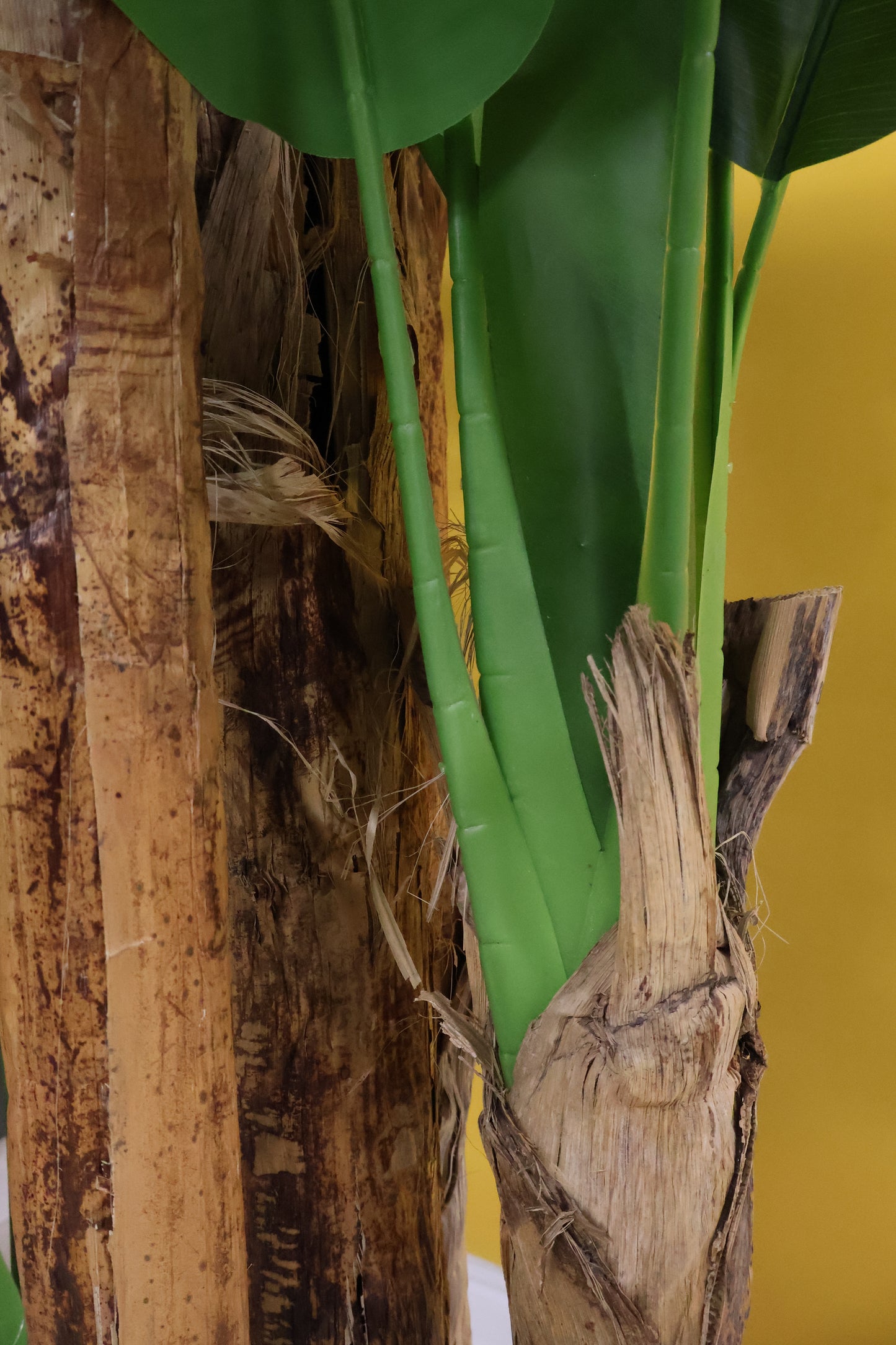 BANANA TREE (5-STEM) — 110.2" (280 cm)