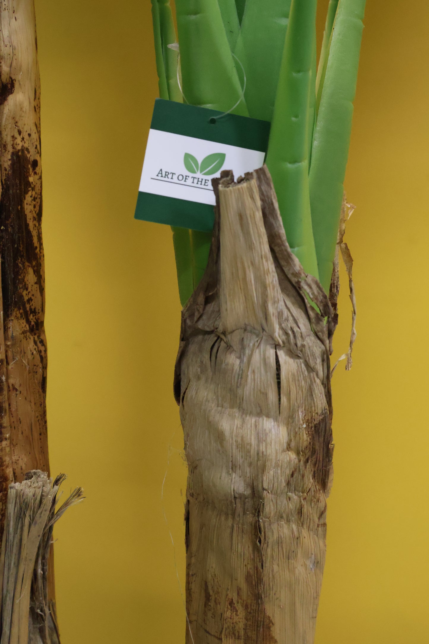 BANANA TREE (2-STEM) — 78.7" (200 cm)