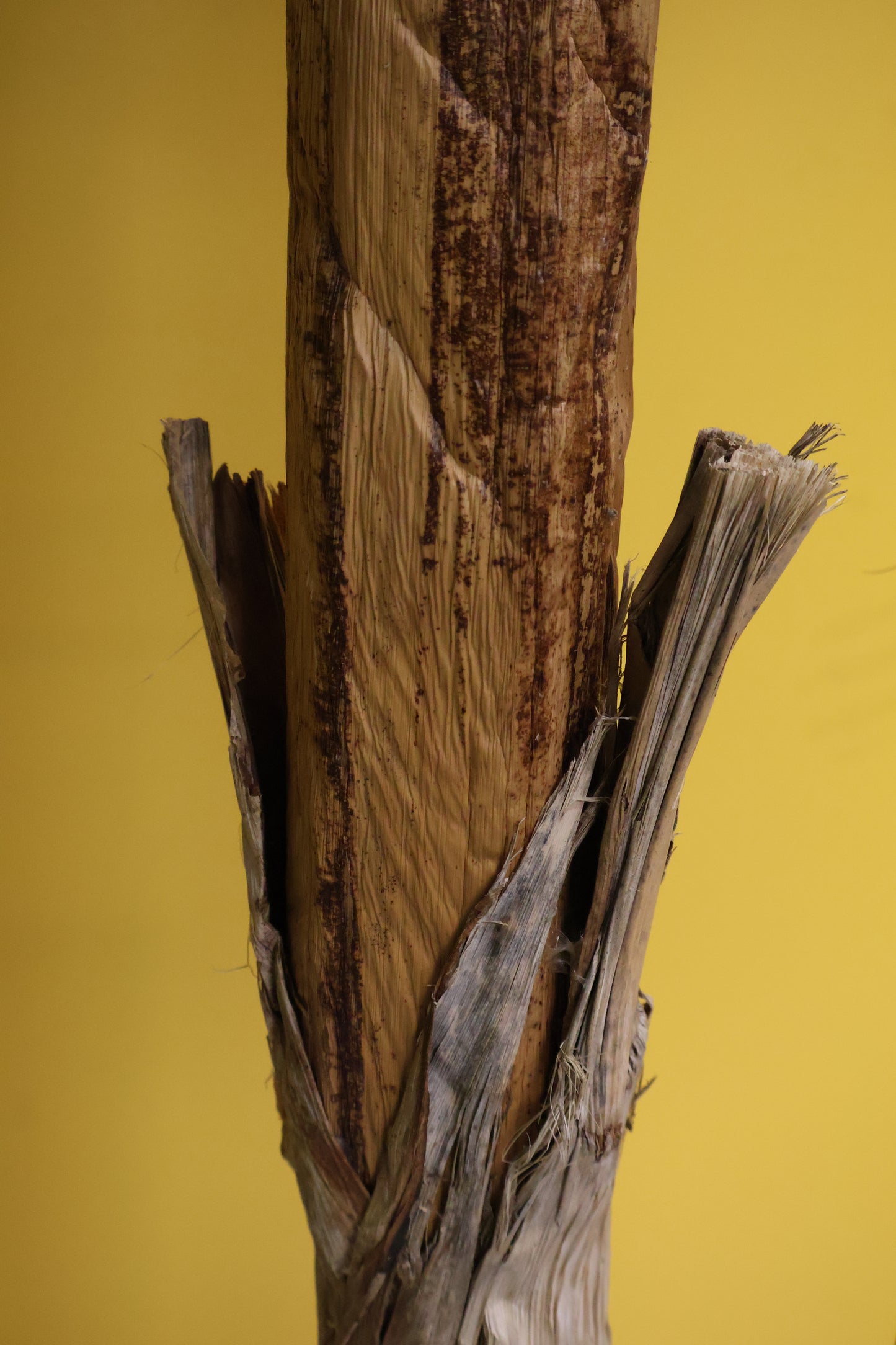 BANANA TREE (2-STEM) — 78.7" (200 cm)