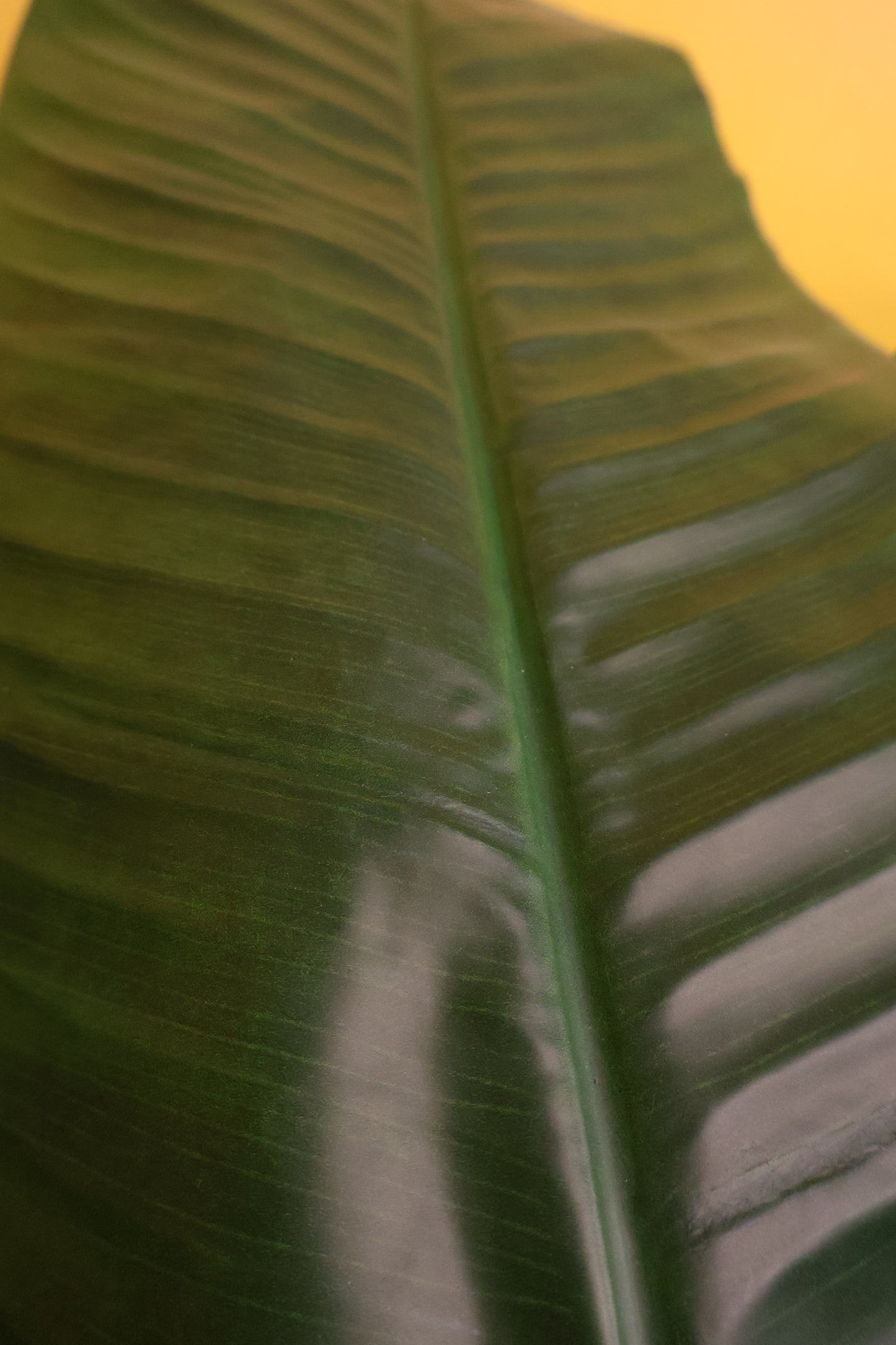 BANANA TREE (2-STEM) — 78.7" (200 cm)