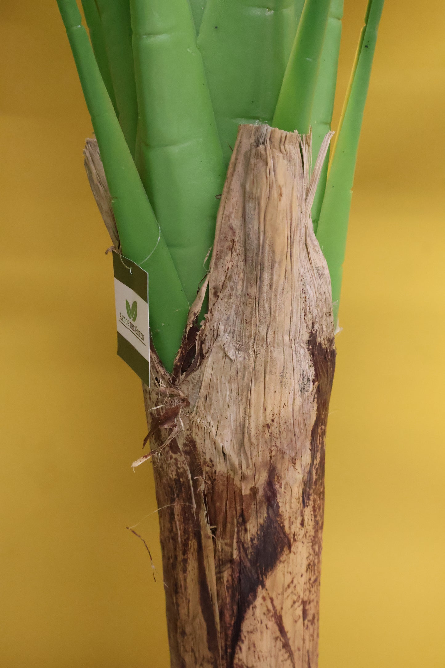 BANANA TREE (SINGLE-STEM) — 66.9" (170 cm)