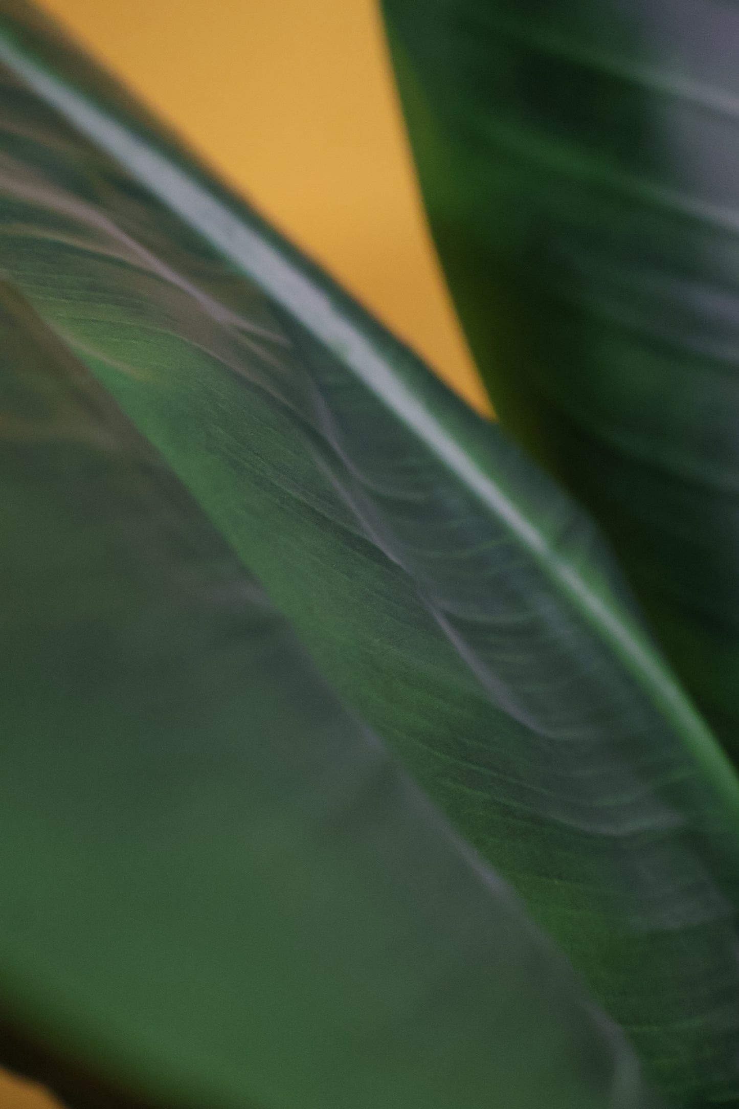 BANANA TREE (SINGLE-STEM) — 66.9" (170 cm)