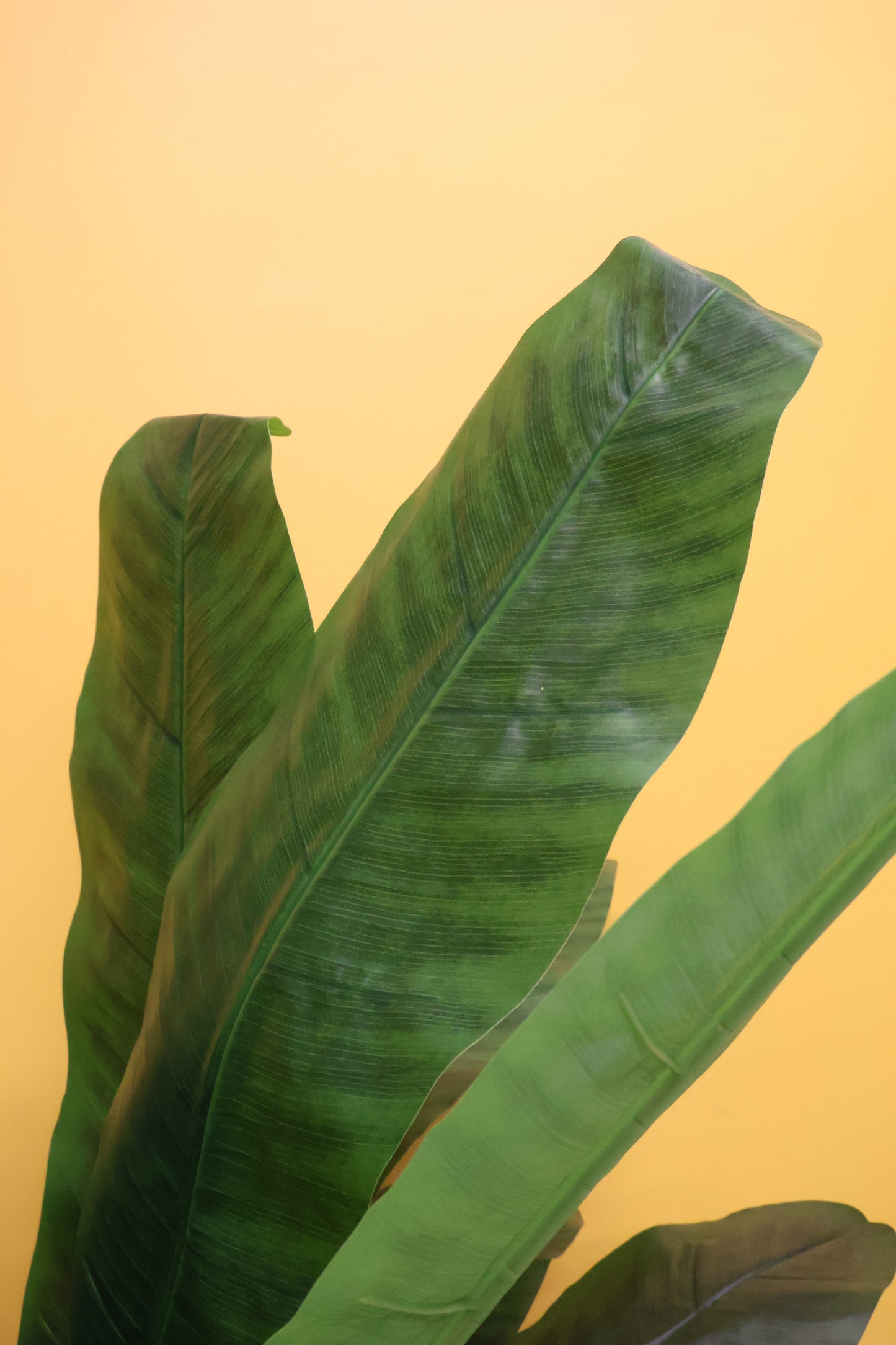 BANANA TREE (2-STEM) — 78.7" (200 cm)