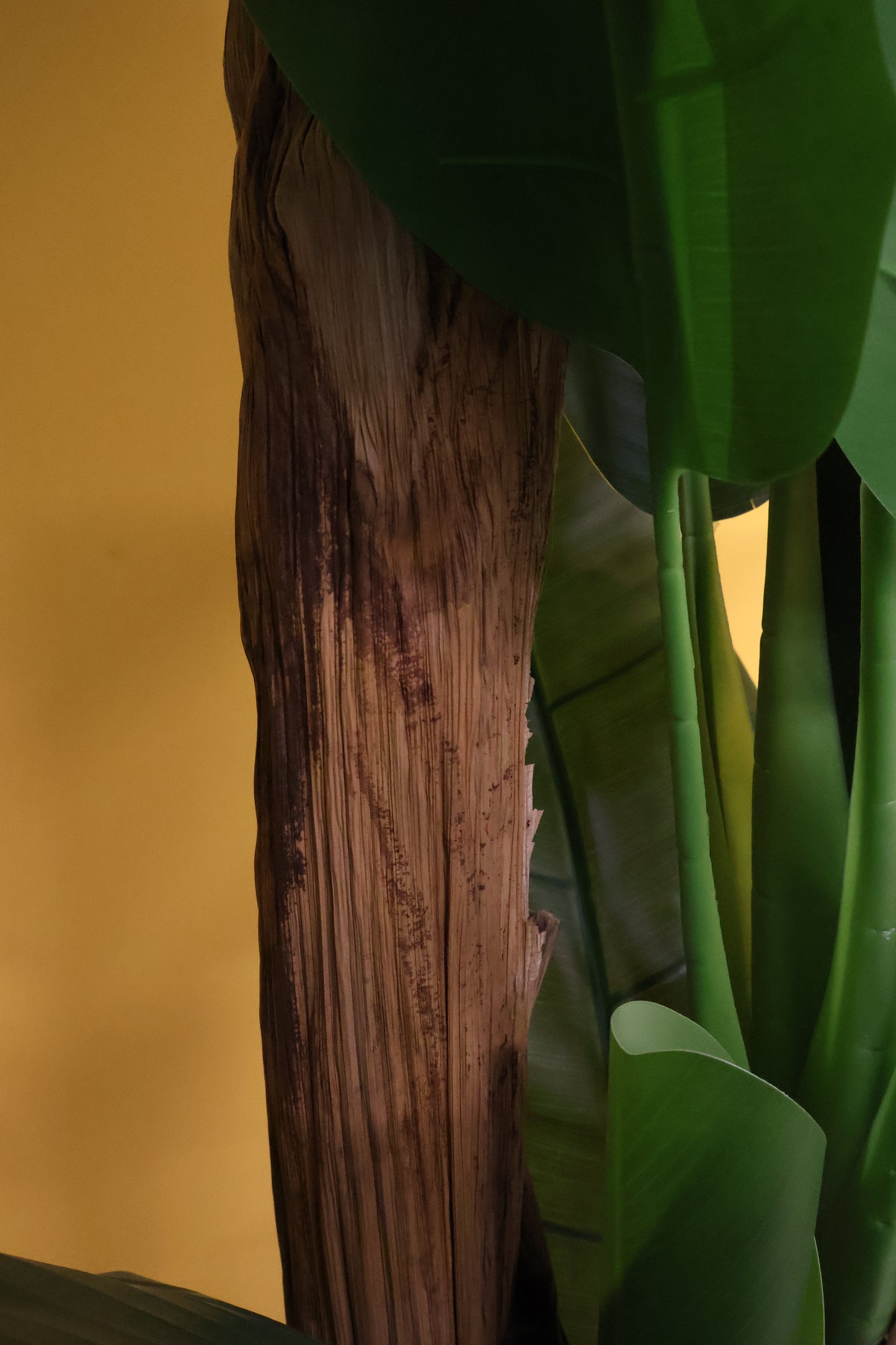 BANANA TREE (3-STEM) — 98.4" (250 cm)