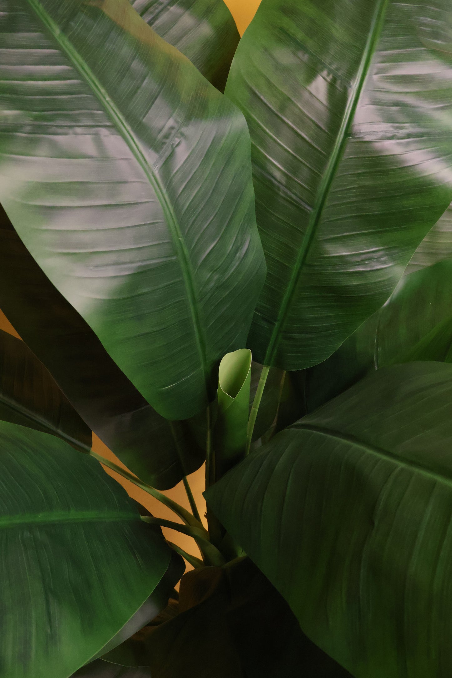 BANANA TREE (SINGLE-STEM) — 66.9" (170 cm)