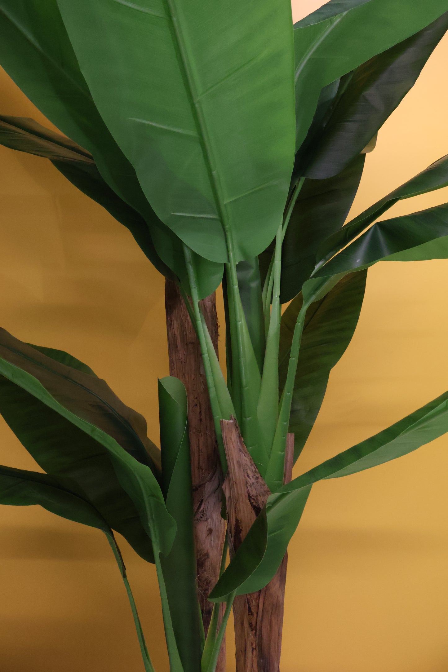 BANANA TREE (3-STEM) — 98.4" (250 cm)
