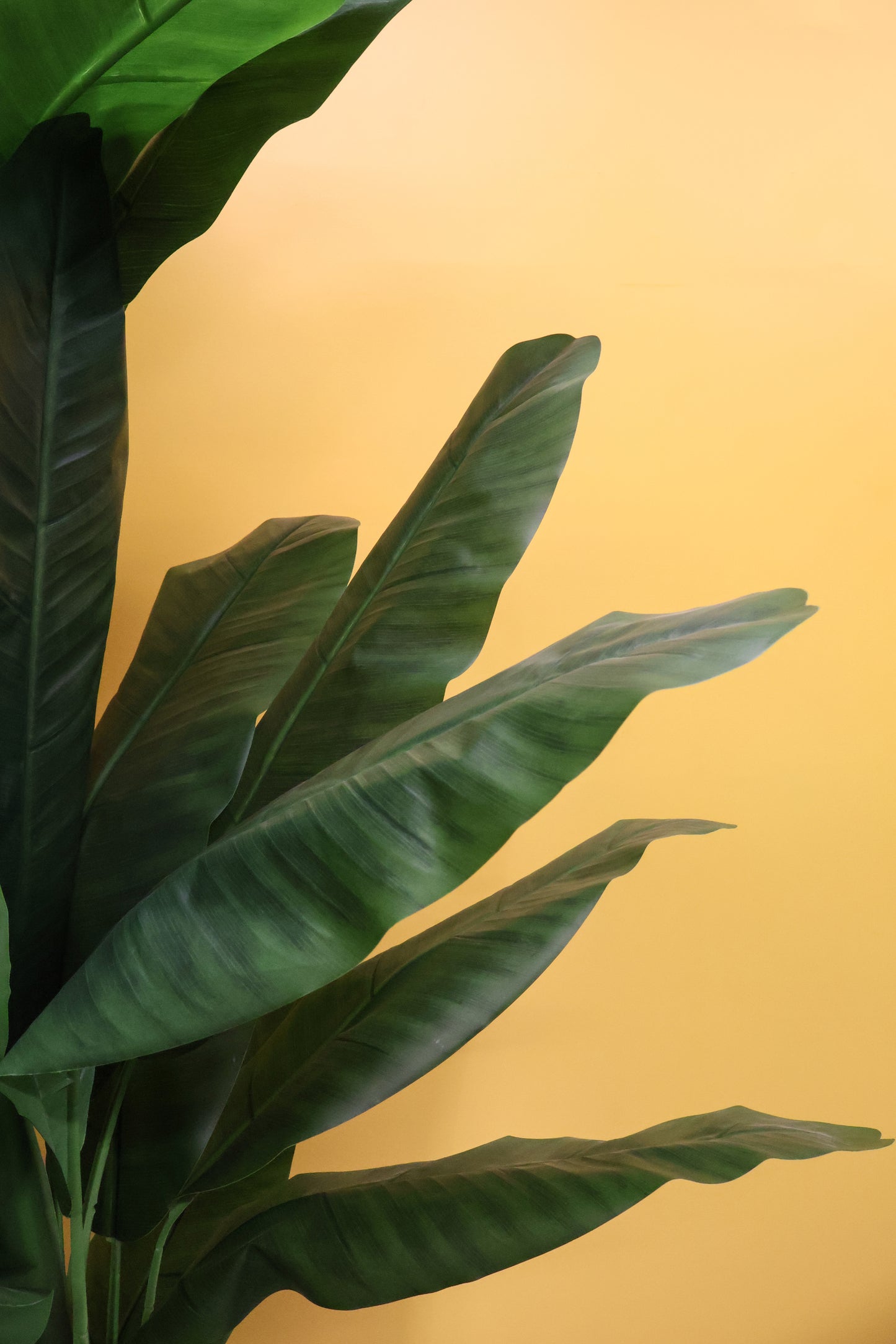 BANANA TREE (3-STEM) — 98.4" (250 cm)