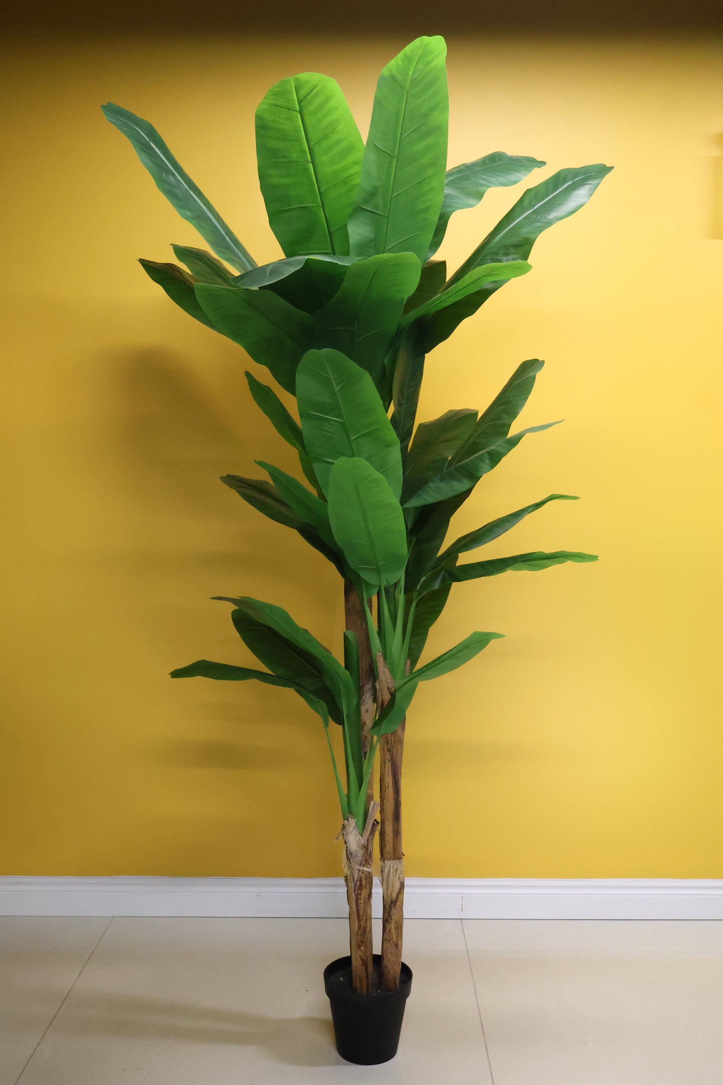 BANANA TREE (3-STEM) — 98.4" (250 cm)