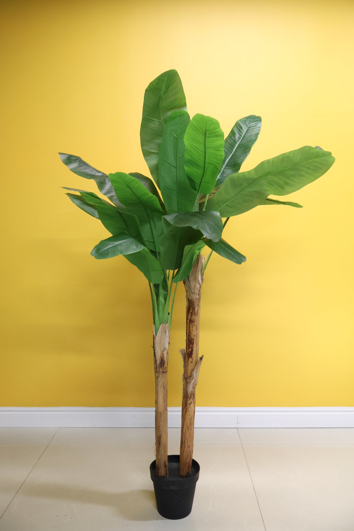BANANA TREE (2-STEM) — 78.7" (200 cm)