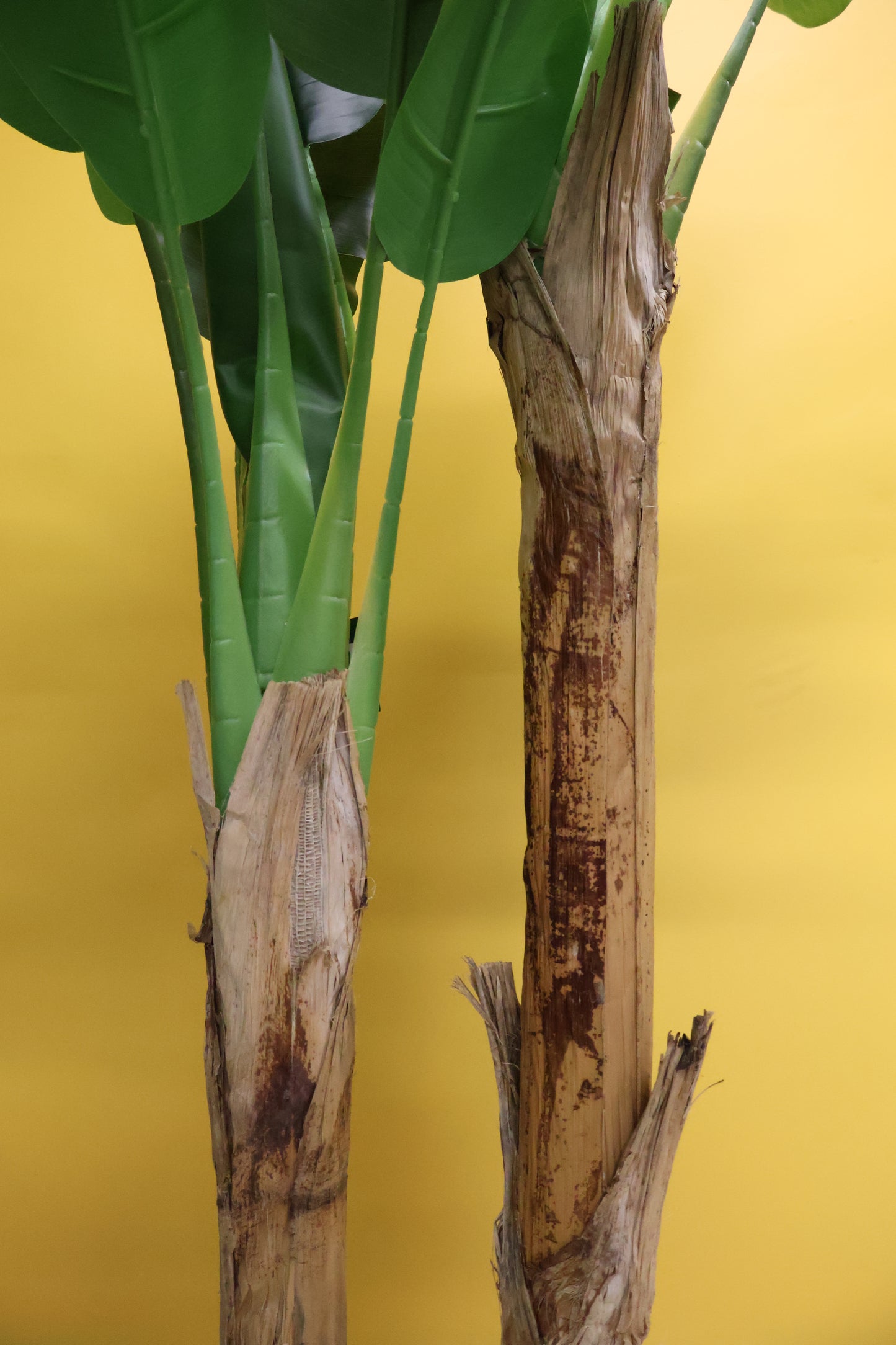 BANANA TREE (2-STEM) — 78.7" (200 cm)