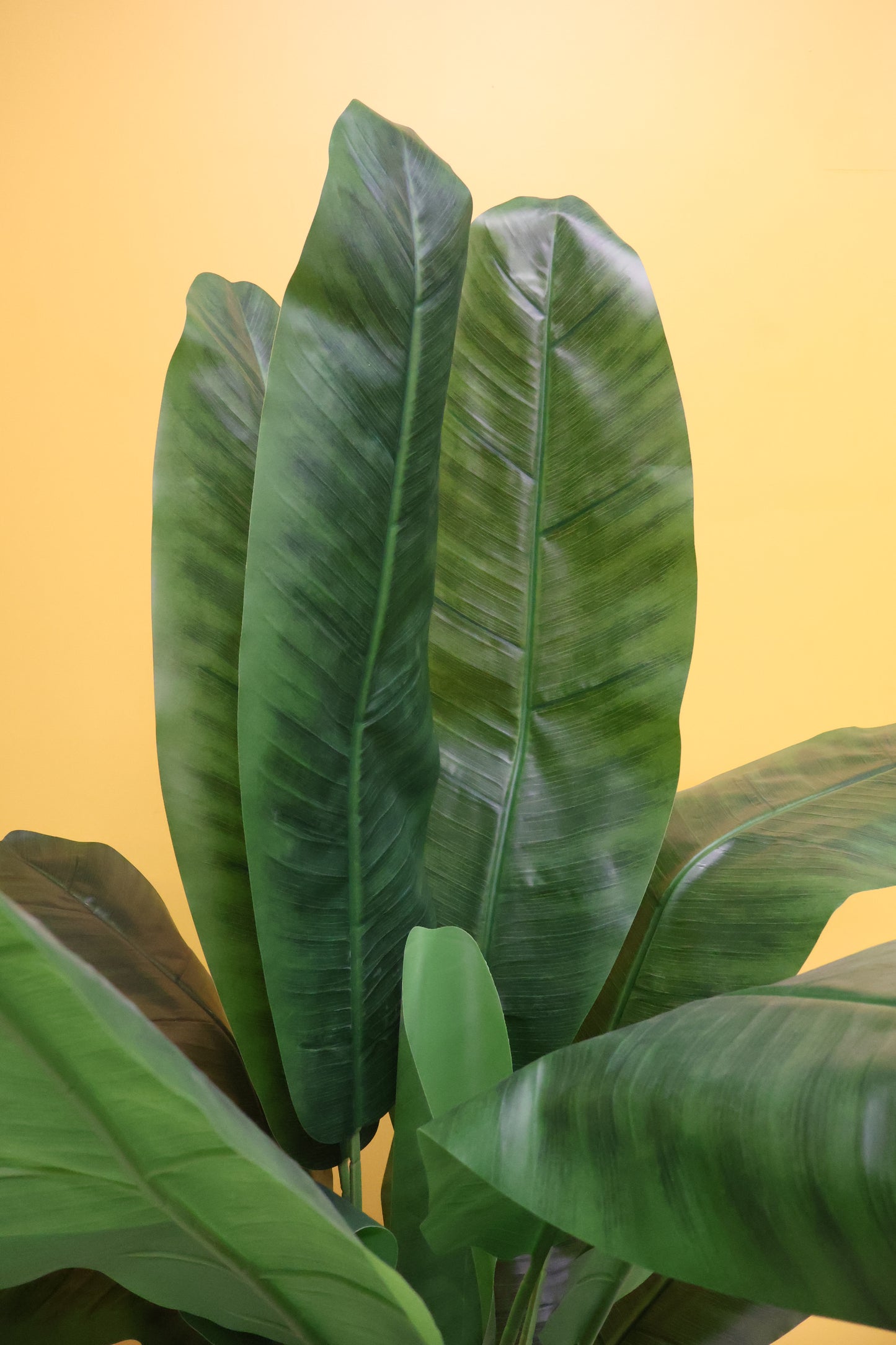 BANANA TREE (SINGLE-STEM) — 66.9" (170 cm)