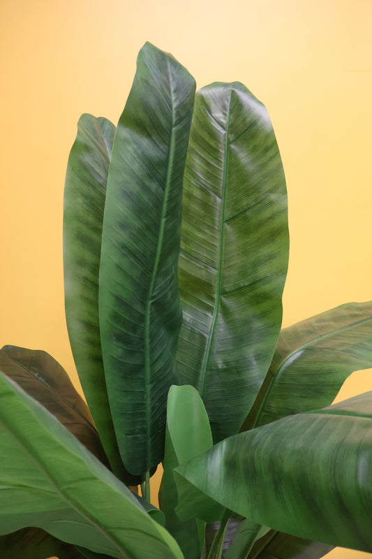 BANANA TREE (SINGLE-STEM) — 66.9" (170 cm)
