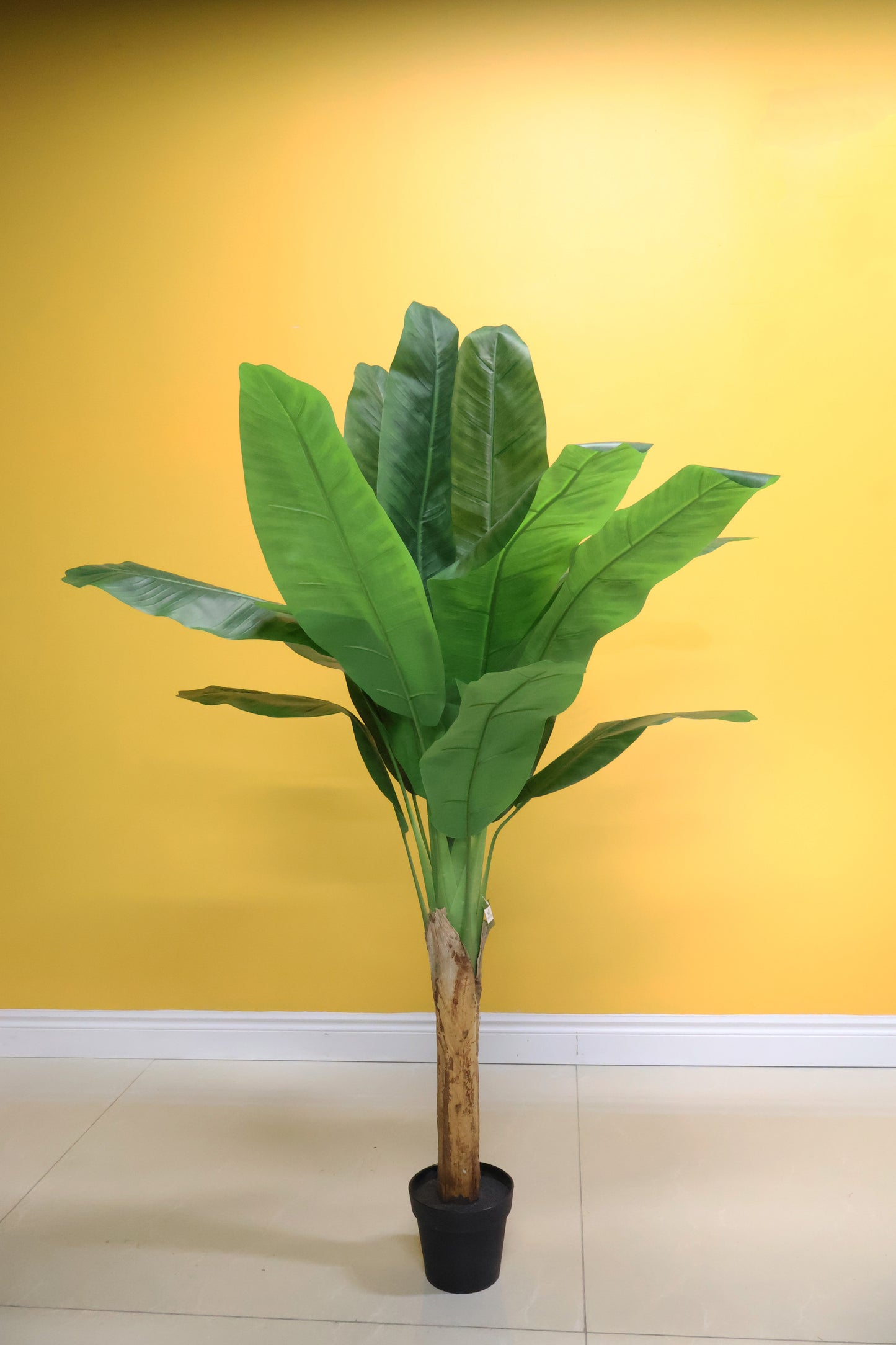 BANANA TREE (SINGLE-STEM) — 66.9" (170 cm)